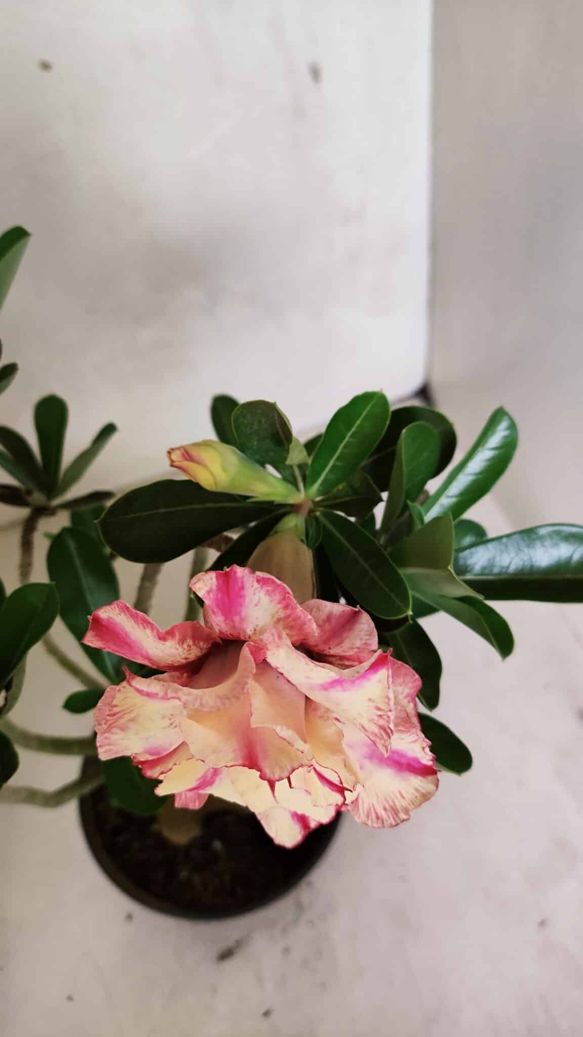 Planta Dobrada 3674 – 35cm – 03 anos - foto 5