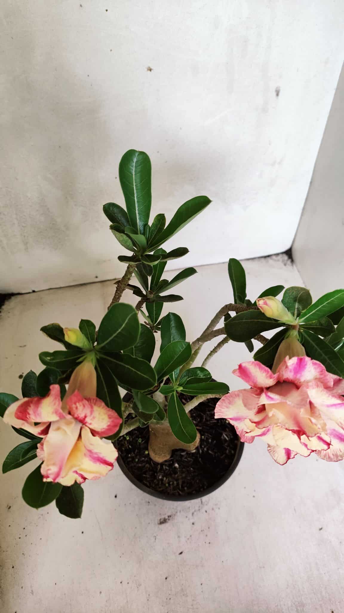 Planta Dobrada 3674 – 35cm – 03 anos - foto 6