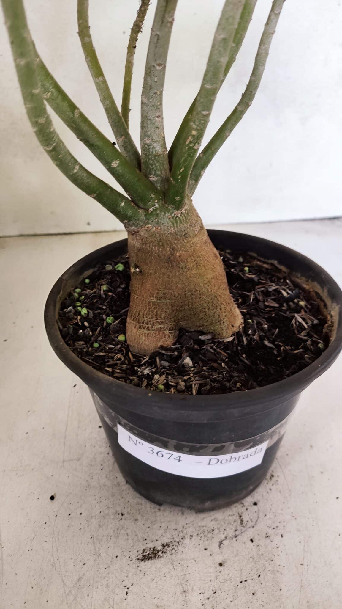 Planta Dobrada 3674 – 35cm – 03 anos - foto 9