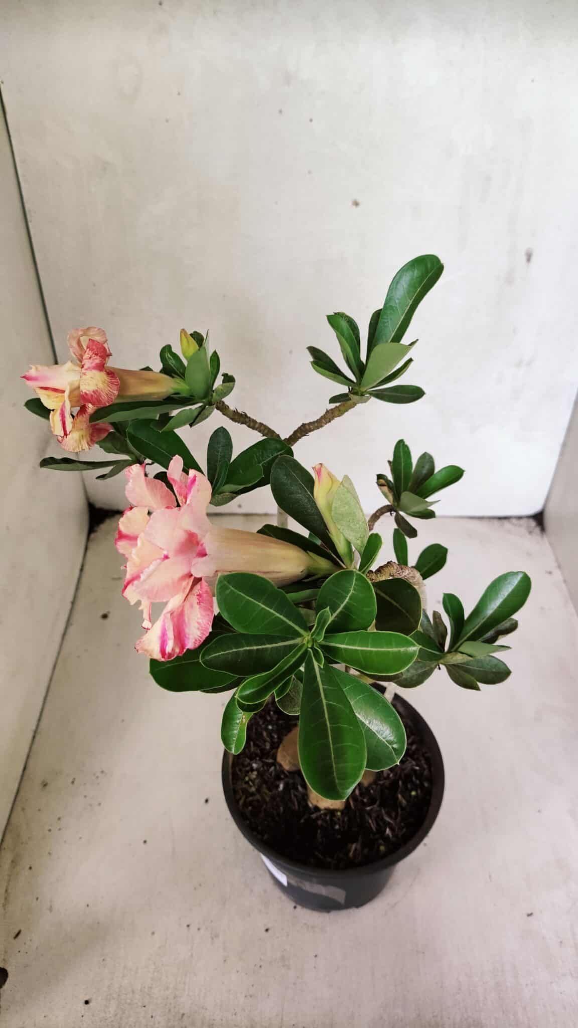 Planta Dobrada 3674 – 35cm – 03 anos - foto 8