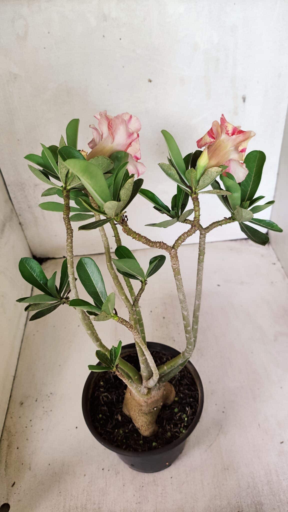 Planta Dobrada 3674 – 35cm – 03 anos - foto 7