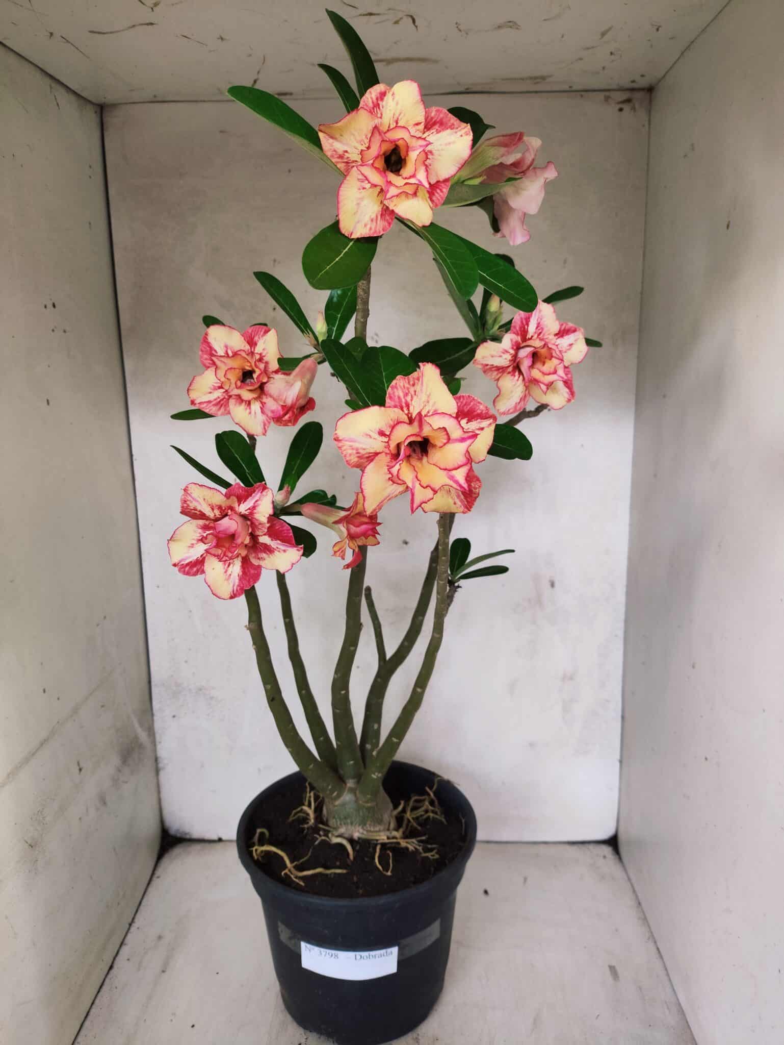 Planta Dobrada 3797 – 50cm – 04 anos - foto 2