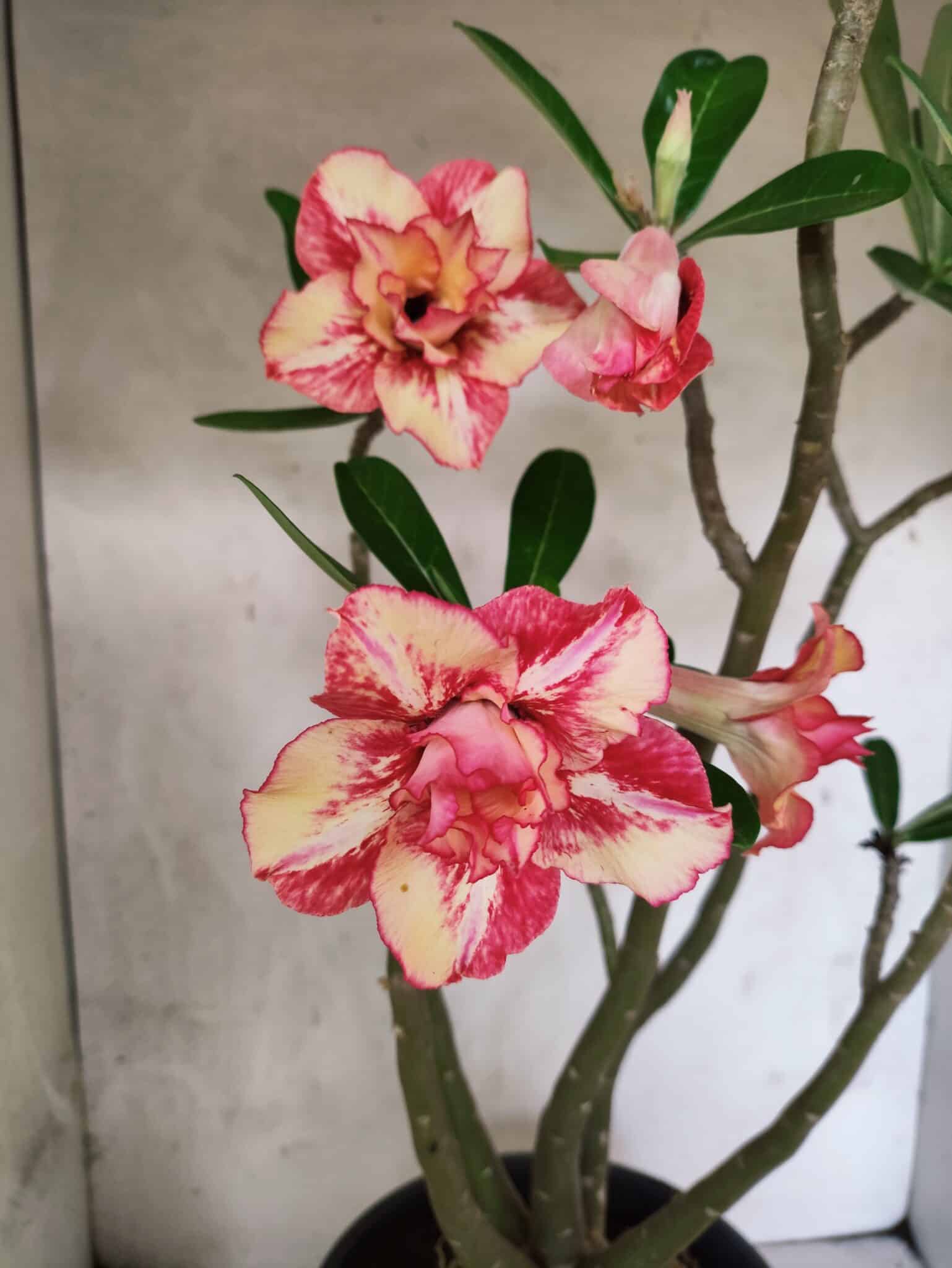Planta Dobrada 3797 – 50cm – 04 anos - foto 4