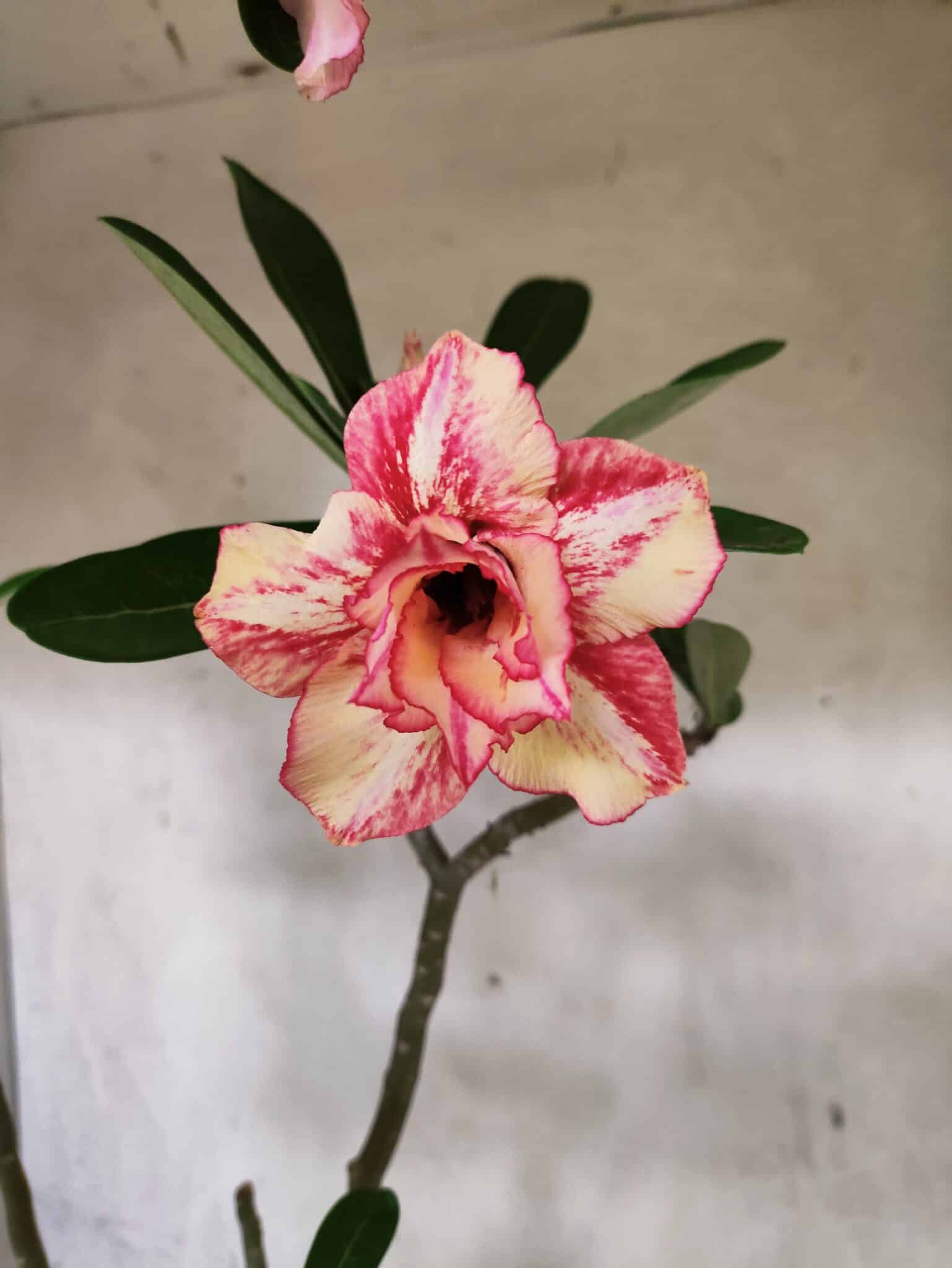 Planta Dobrada 3797 – 50cm – 04 anos - foto 6