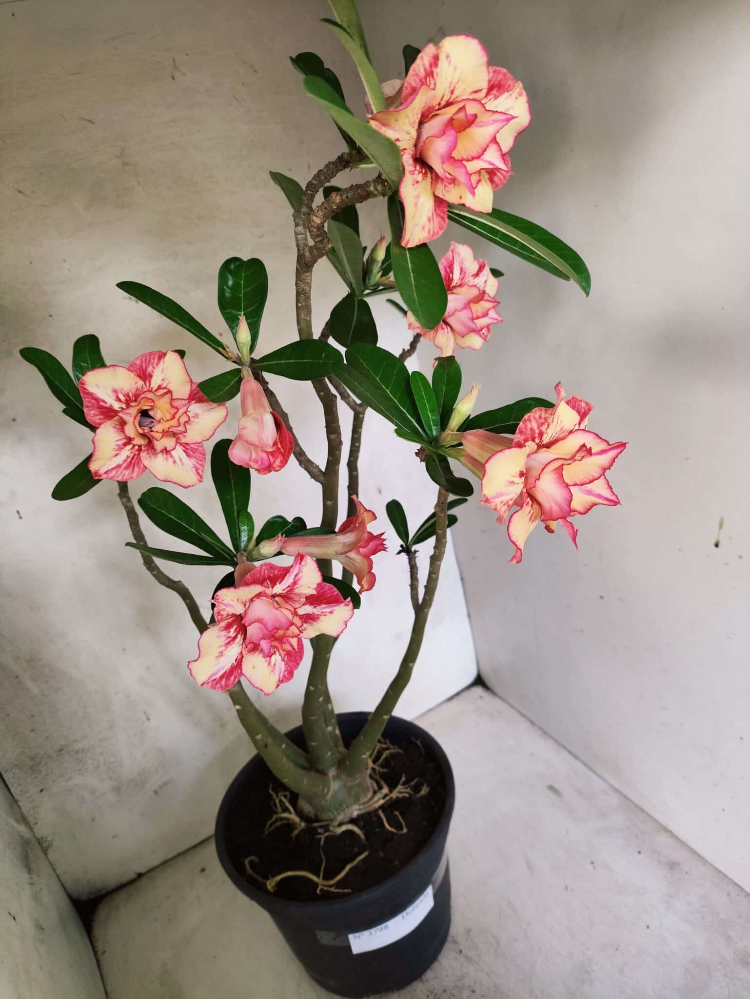 Planta Dobrada 3797 – 50cm – 04 anos - foto 5