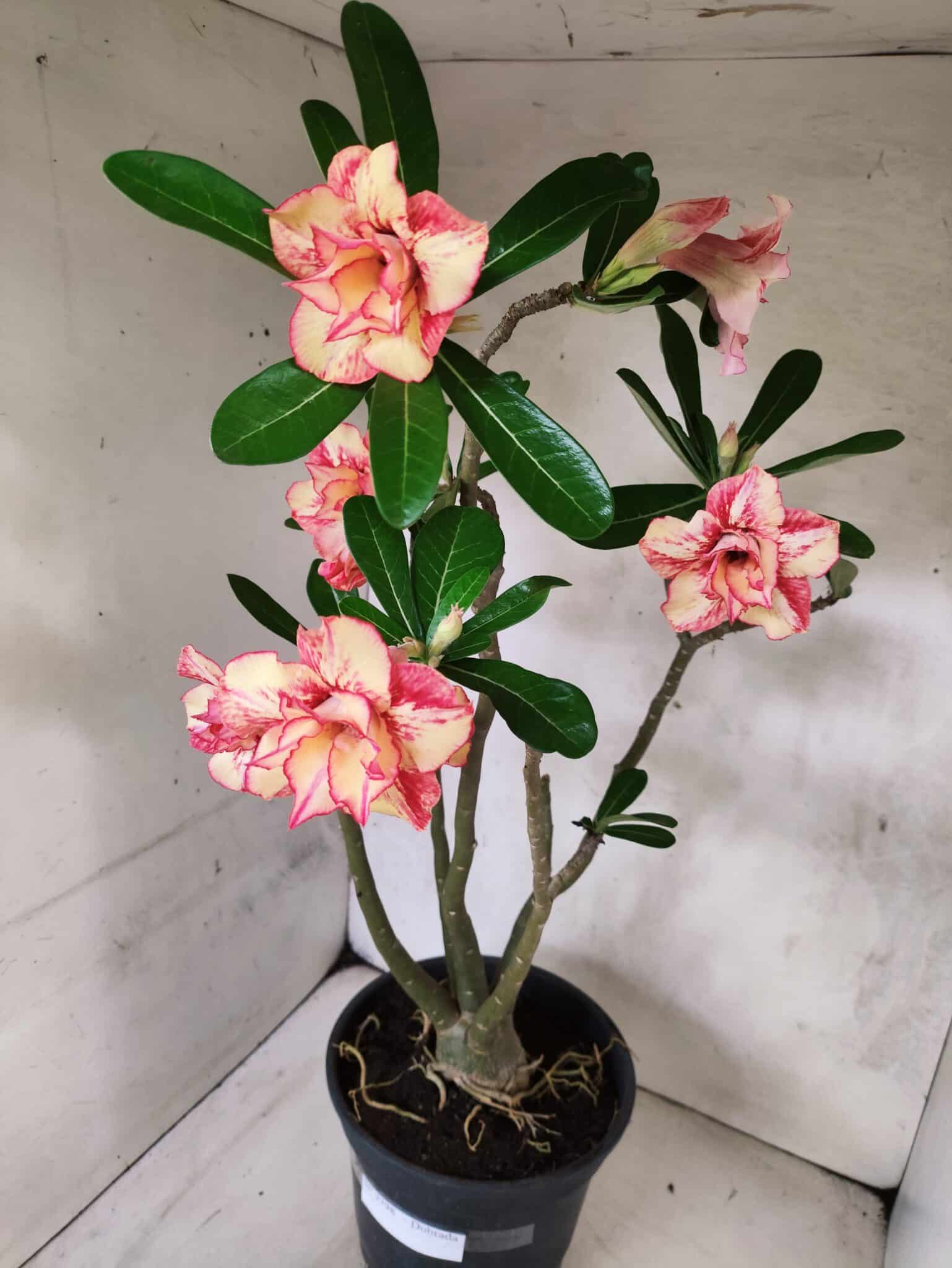 Planta Dobrada 3797 – 50cm – 04 anos - foto 9