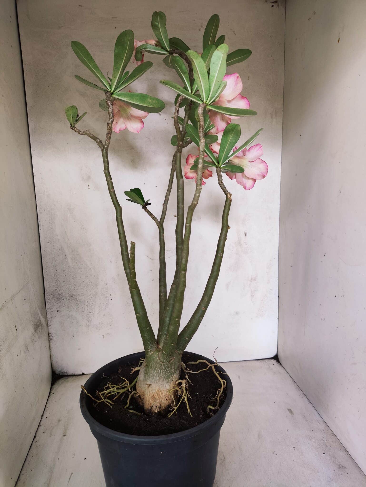 Planta Dobrada 3797 – 50cm – 04 anos - foto 8