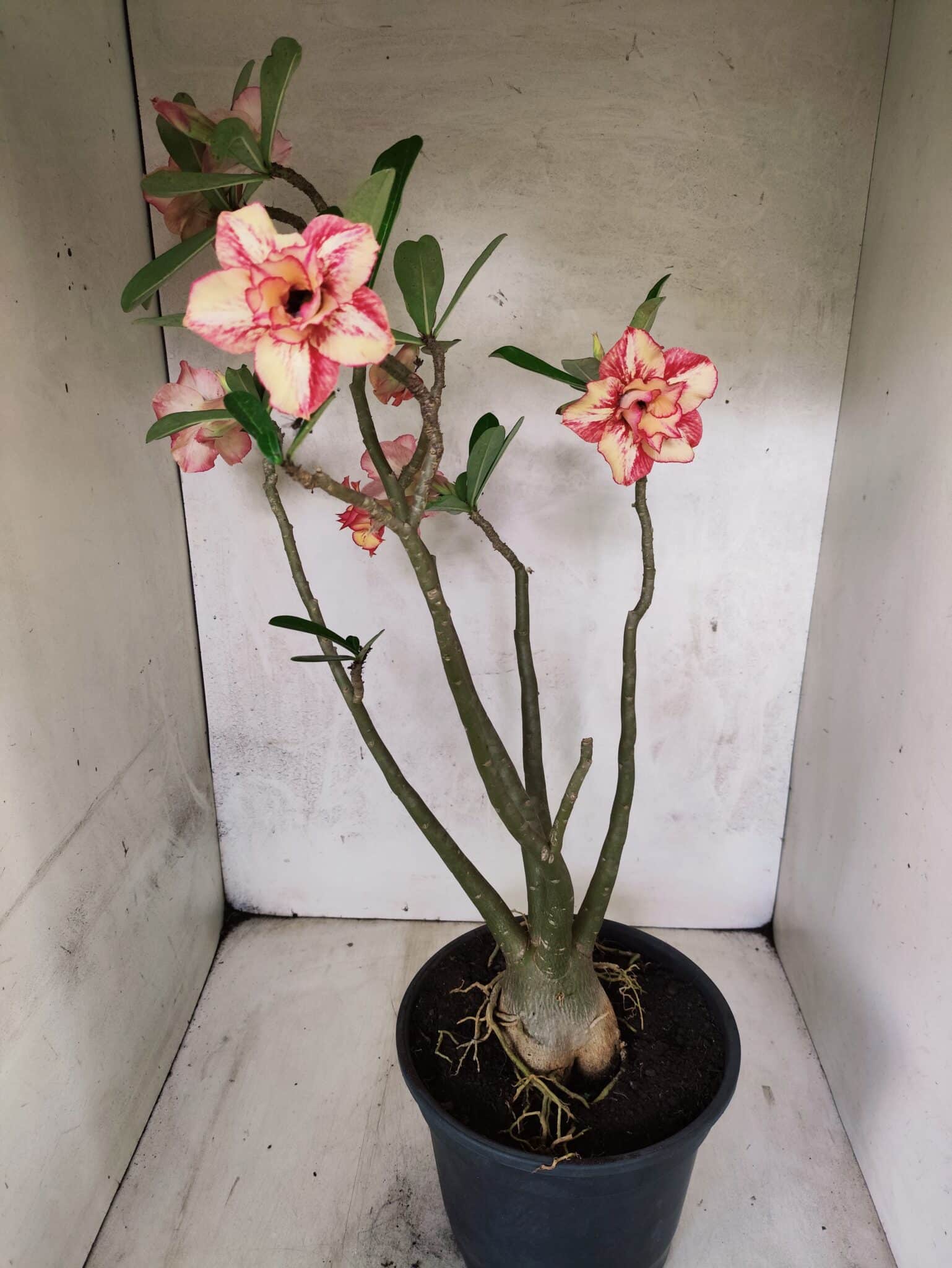 Planta Dobrada 3797 – 50cm – 04 anos - foto 7