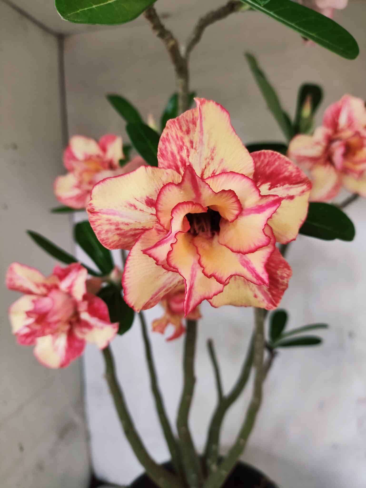 Planta Dobrada 3797 – 50cm – 04 anos - foto 3
