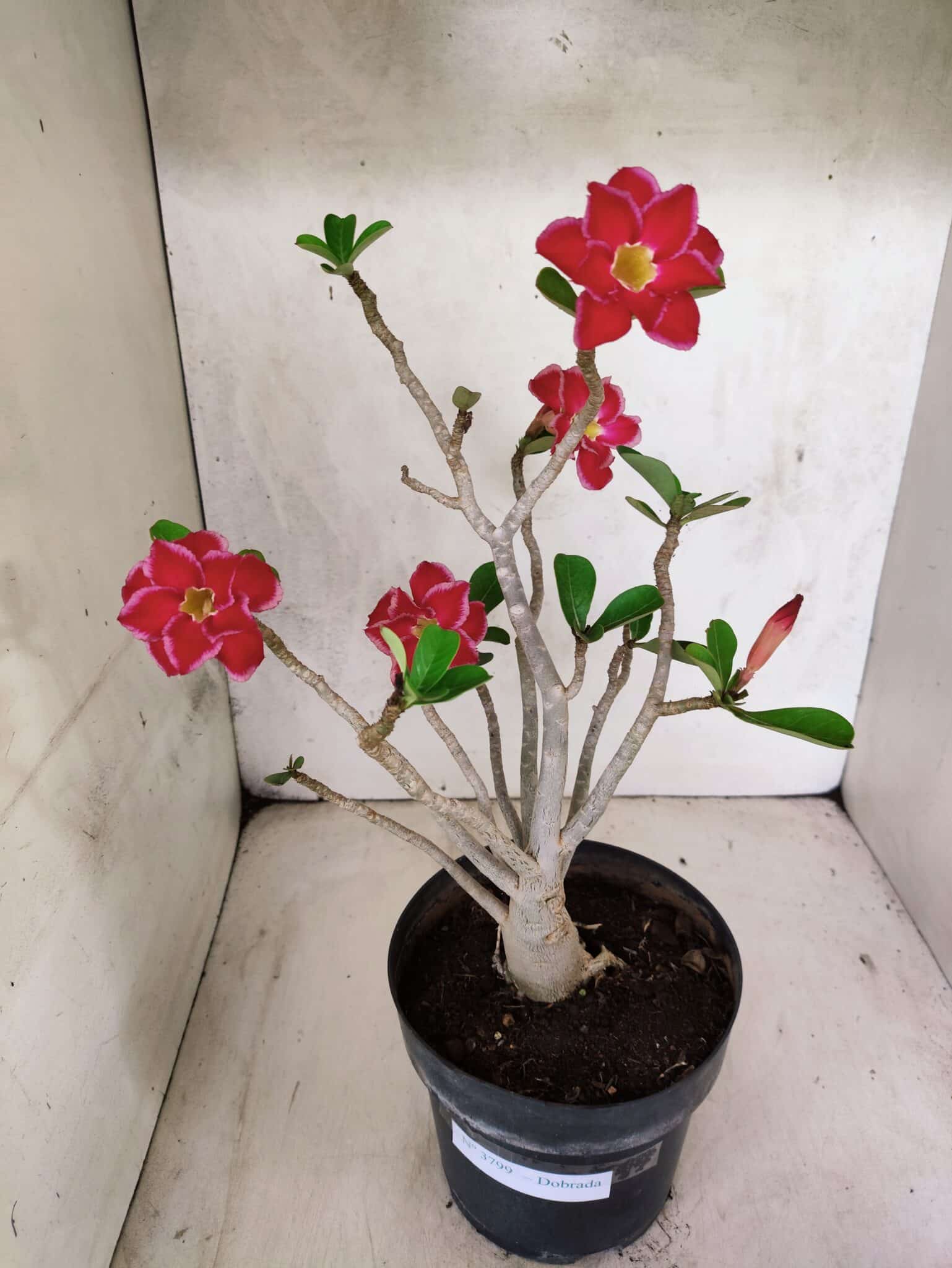 Planta Dobrada 3799 – 40cm – 03 anos - foto 2