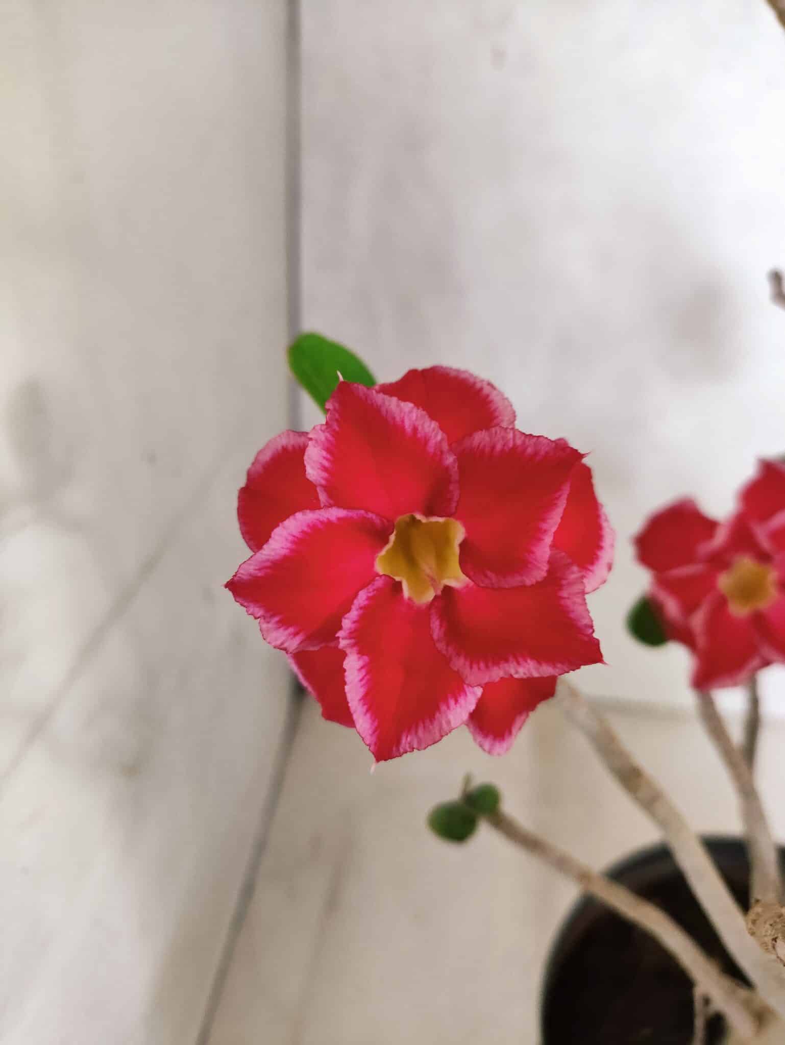 Planta Dobrada 3799 – 40cm – 03 anos - foto 5