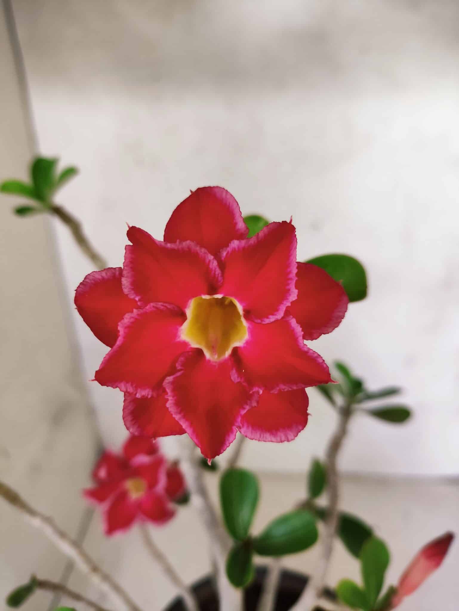 Planta Dobrada 3799 – 40cm – 03 anos - foto 4
