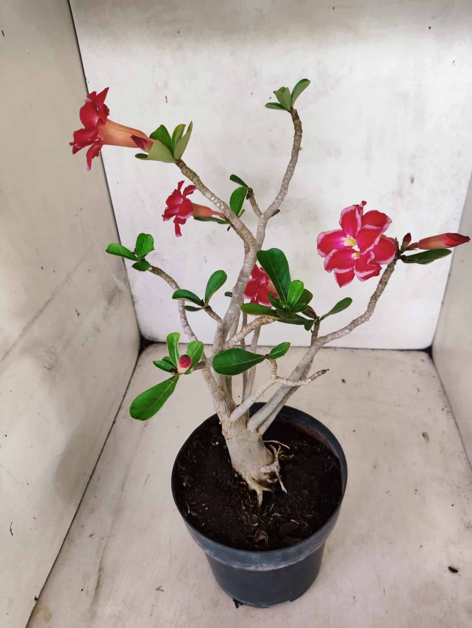 Planta Dobrada 3799 – 40cm – 03 anos - foto 7