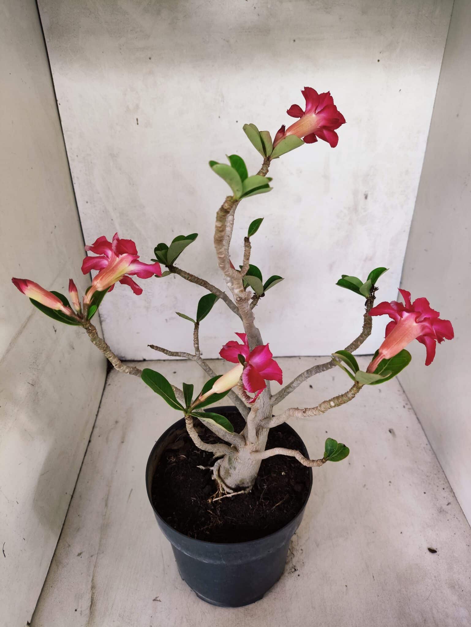 Planta Dobrada 3799 – 40cm – 03 anos - foto 6