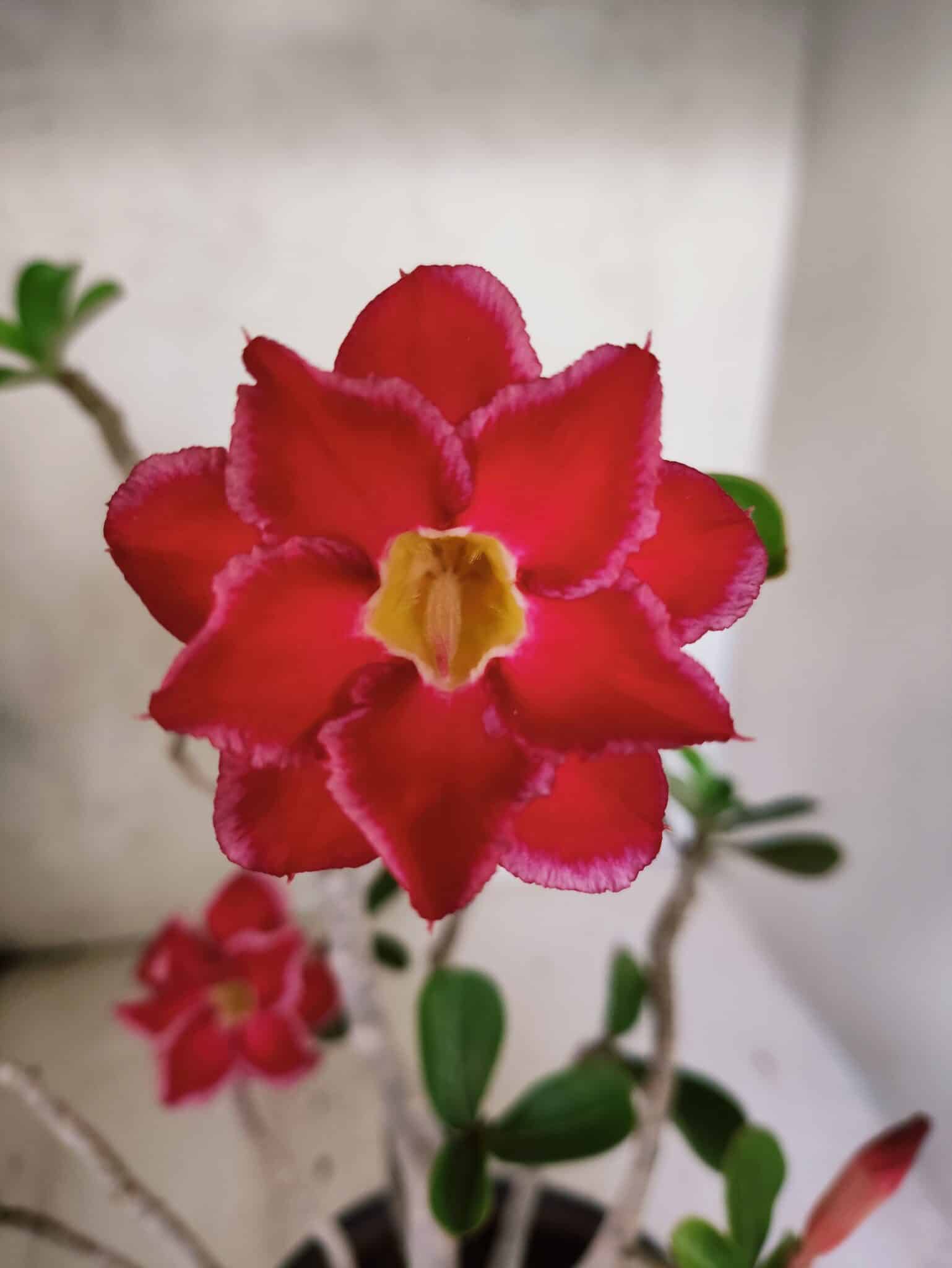 Planta Dobrada 3799 – 40cm – 03 anos - foto 3