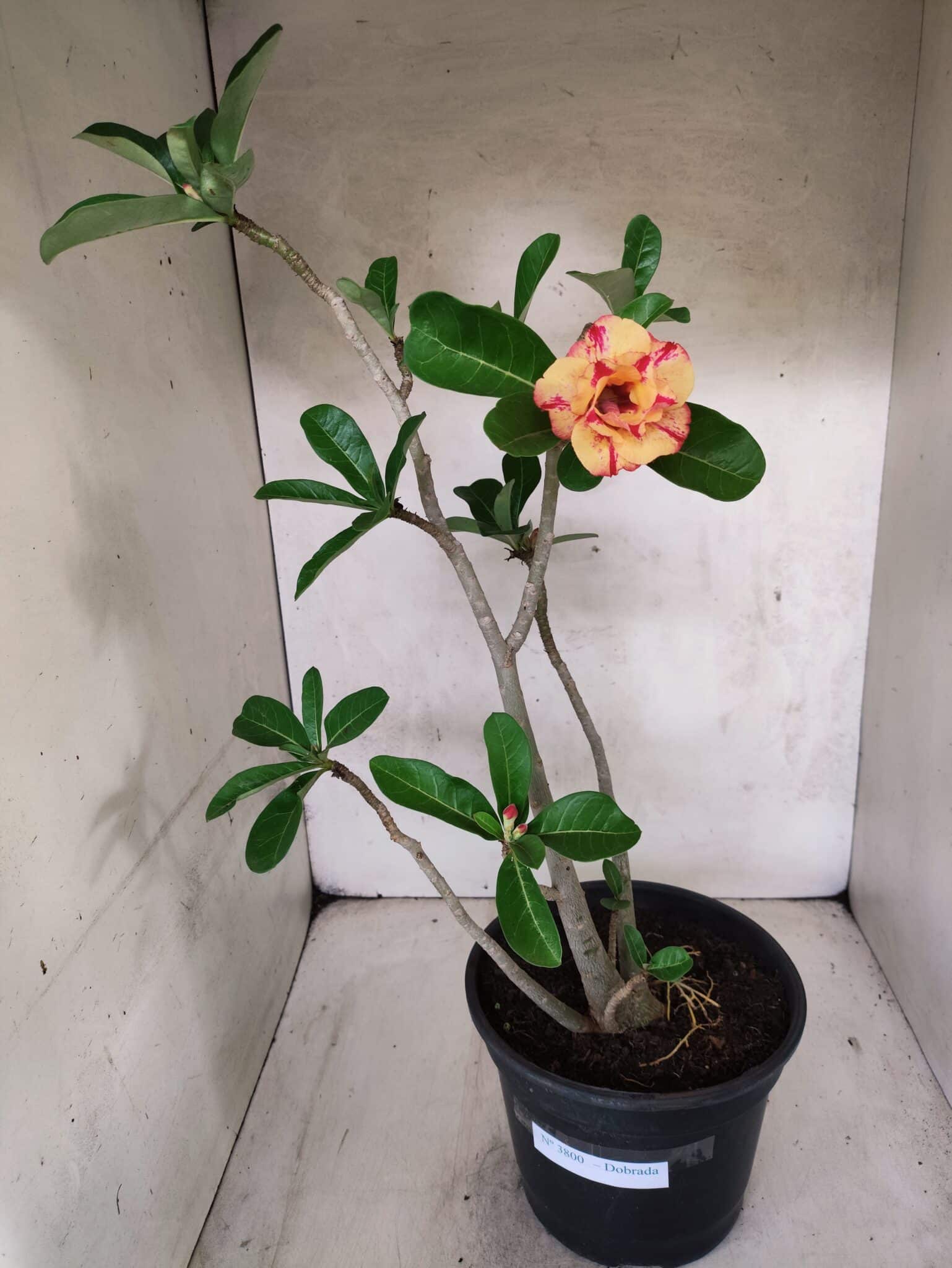 Planta Dobrada 3800 – 50cm – 04 anos - foto 2