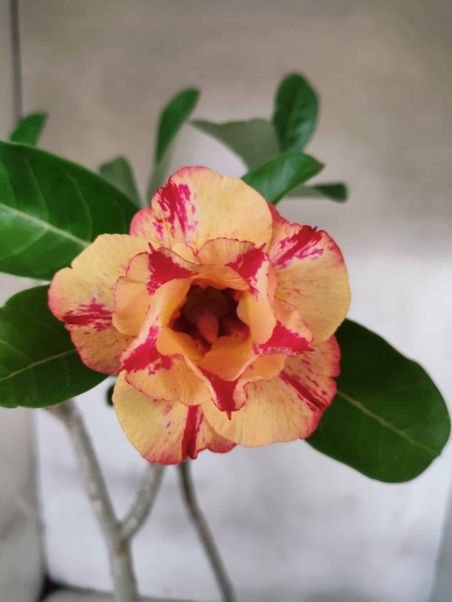 Planta Dobrada 3800 – 50cm – 04 anos - foto 5