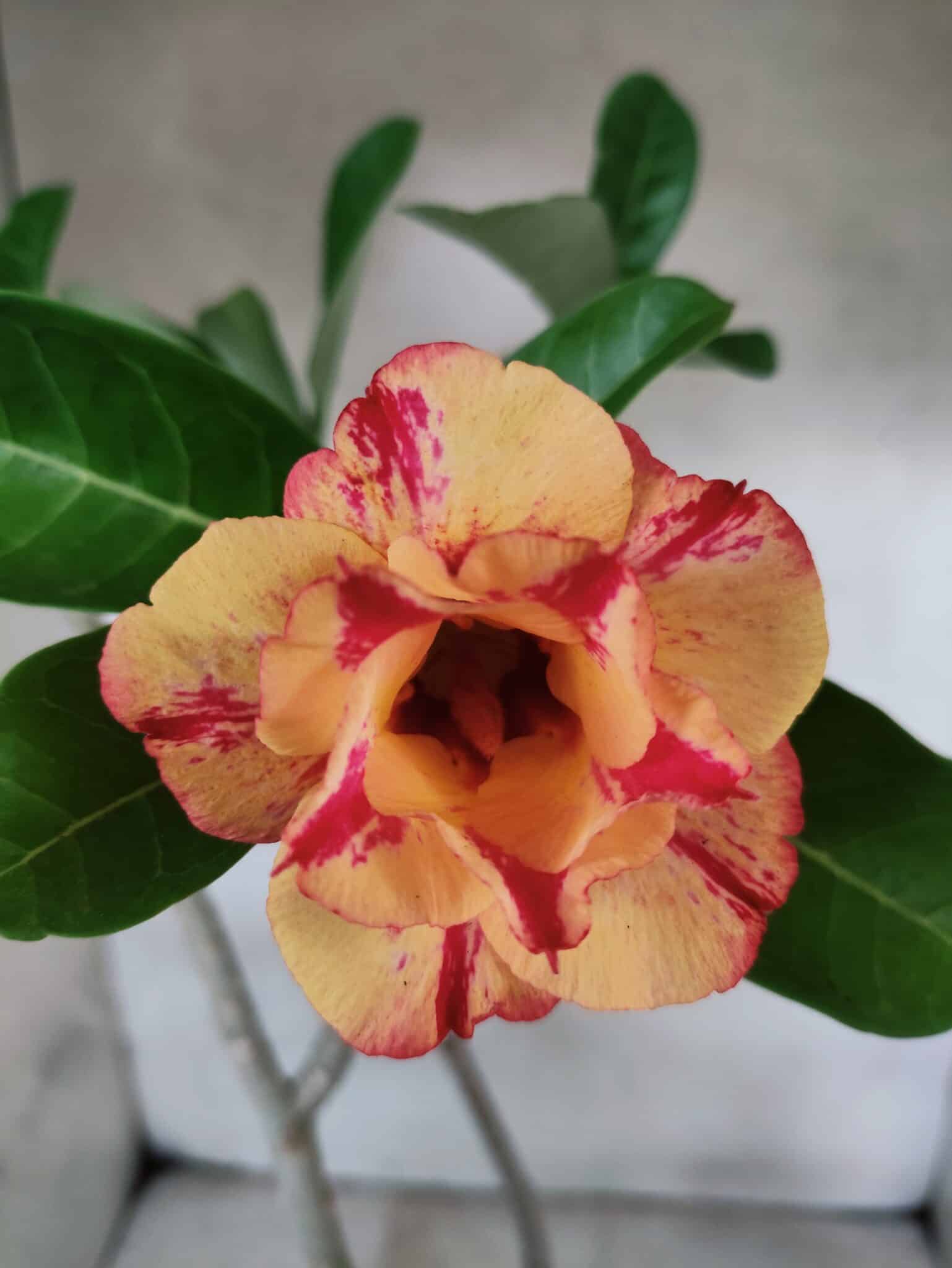 Planta Dobrada 3800 – 50cm – 04 anos - foto 3