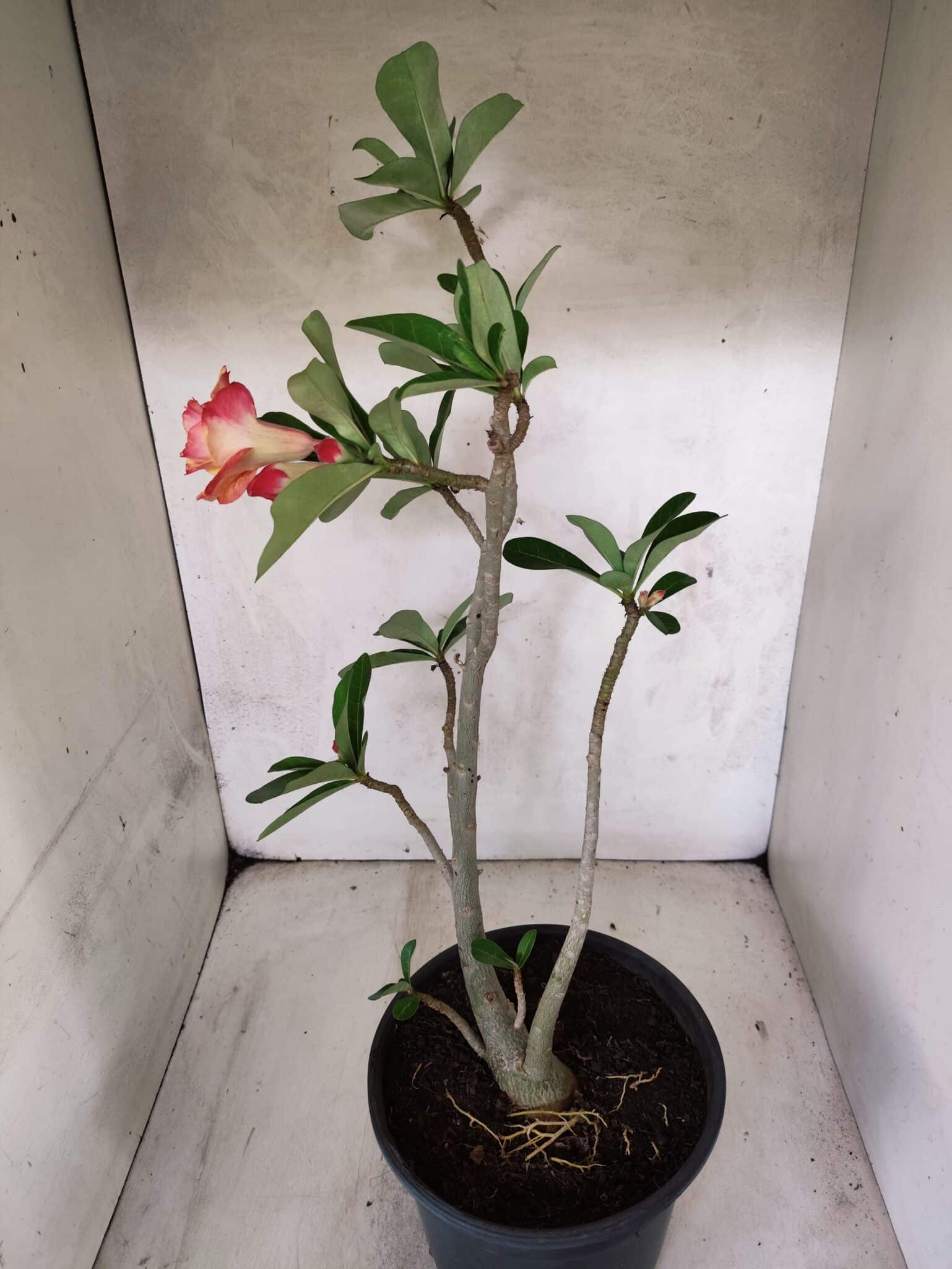 Planta Dobrada 3800 – 50cm – 04 anos - foto 6