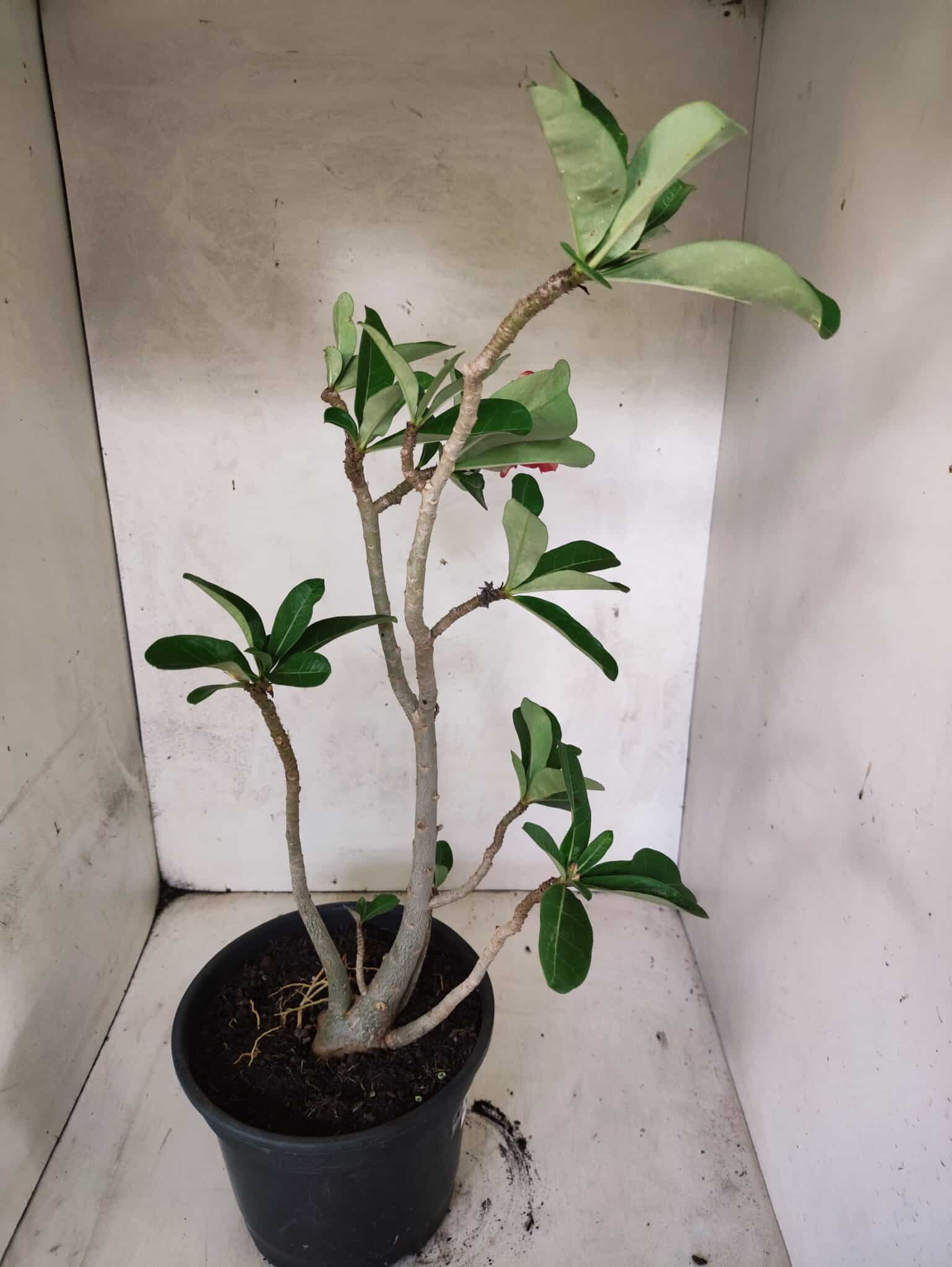 Planta Dobrada 3800 – 50cm – 04 anos - foto 4