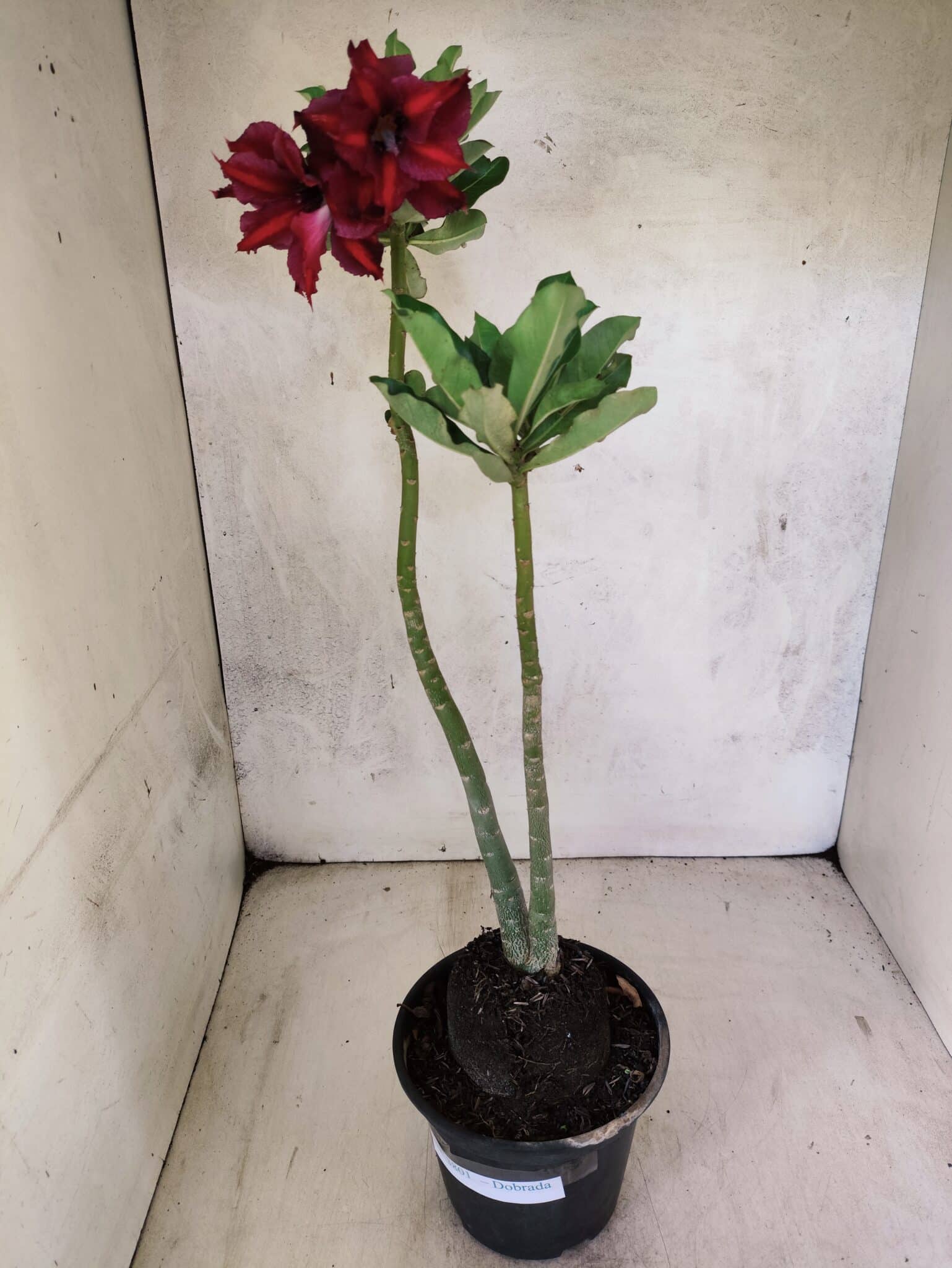 Planta Dobrada 3801 – 35cm – 03 anos - foto 2