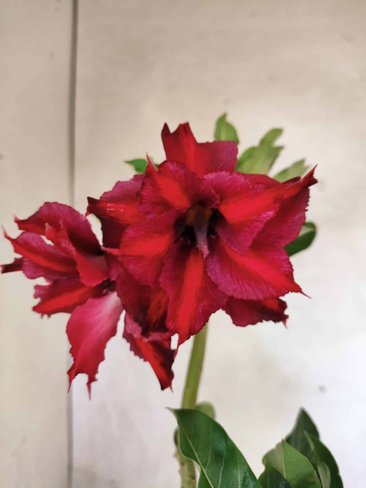 Planta Dobrada 3801 – 35cm – 03 anos - foto 3