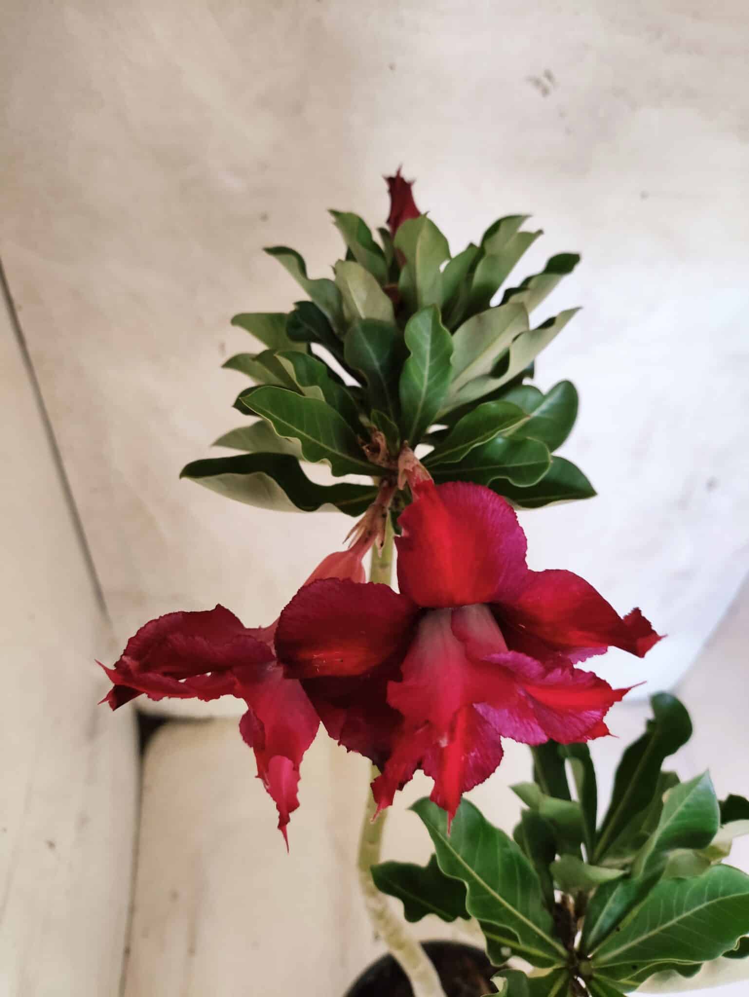 Planta Dobrada 3801 – 35cm – 03 anos - foto 4