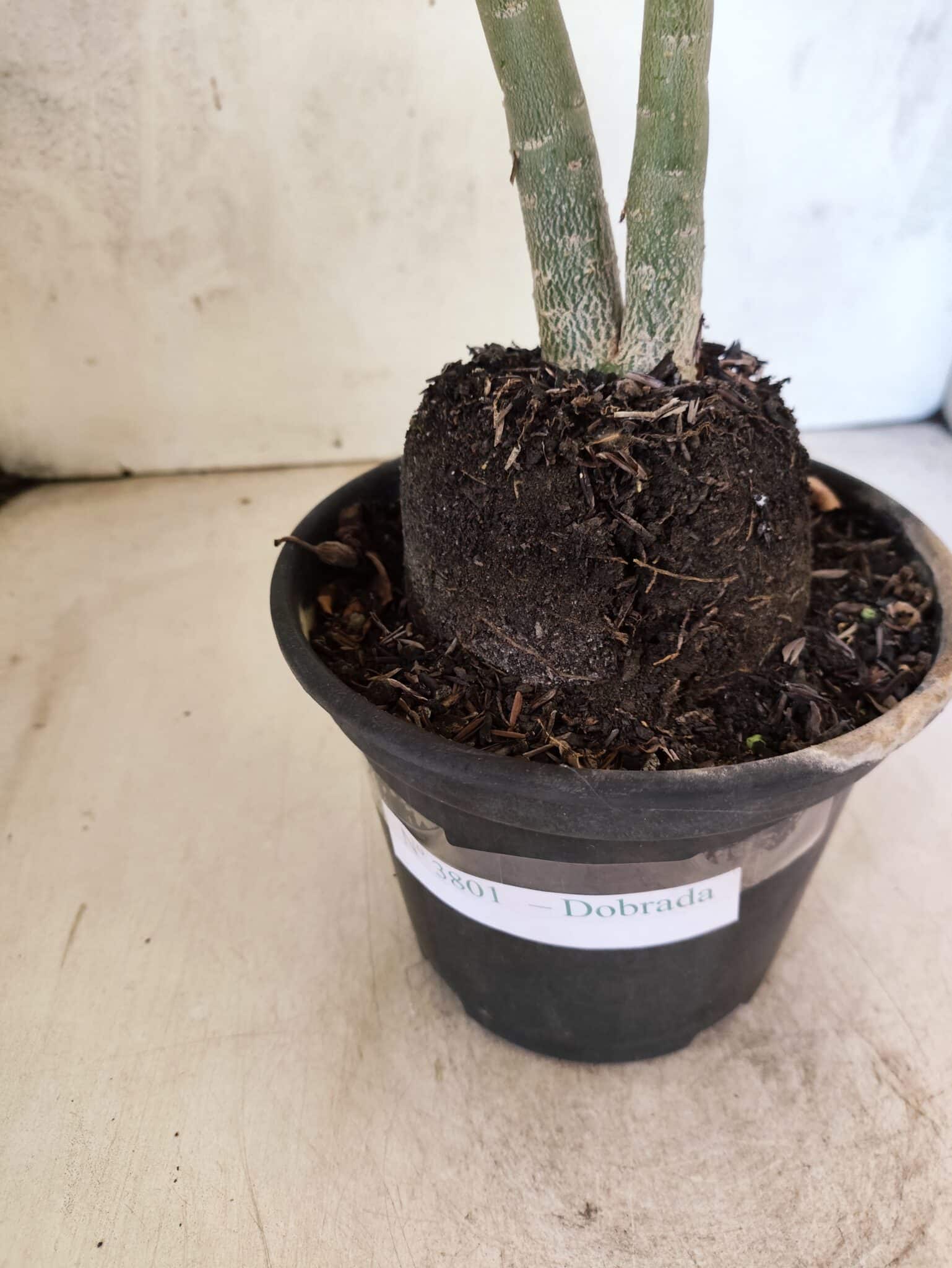 Planta Dobrada 3801 – 35cm – 03 anos - foto 6