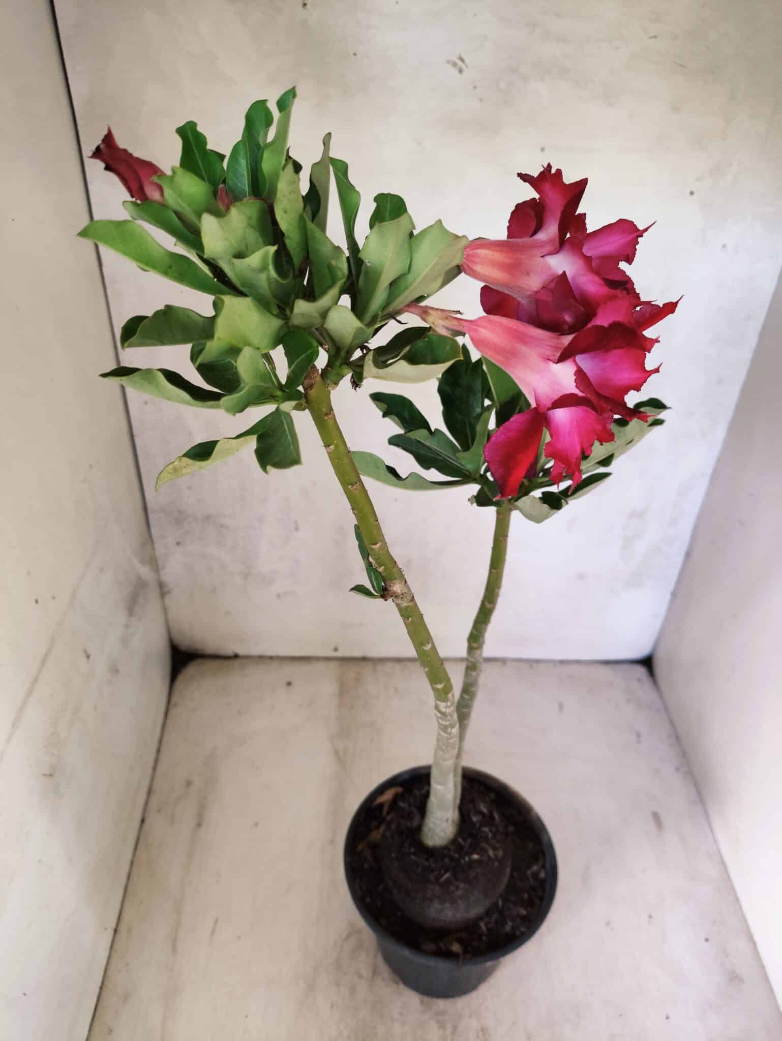 Planta Dobrada 3801 – 35cm – 03 anos - foto 5