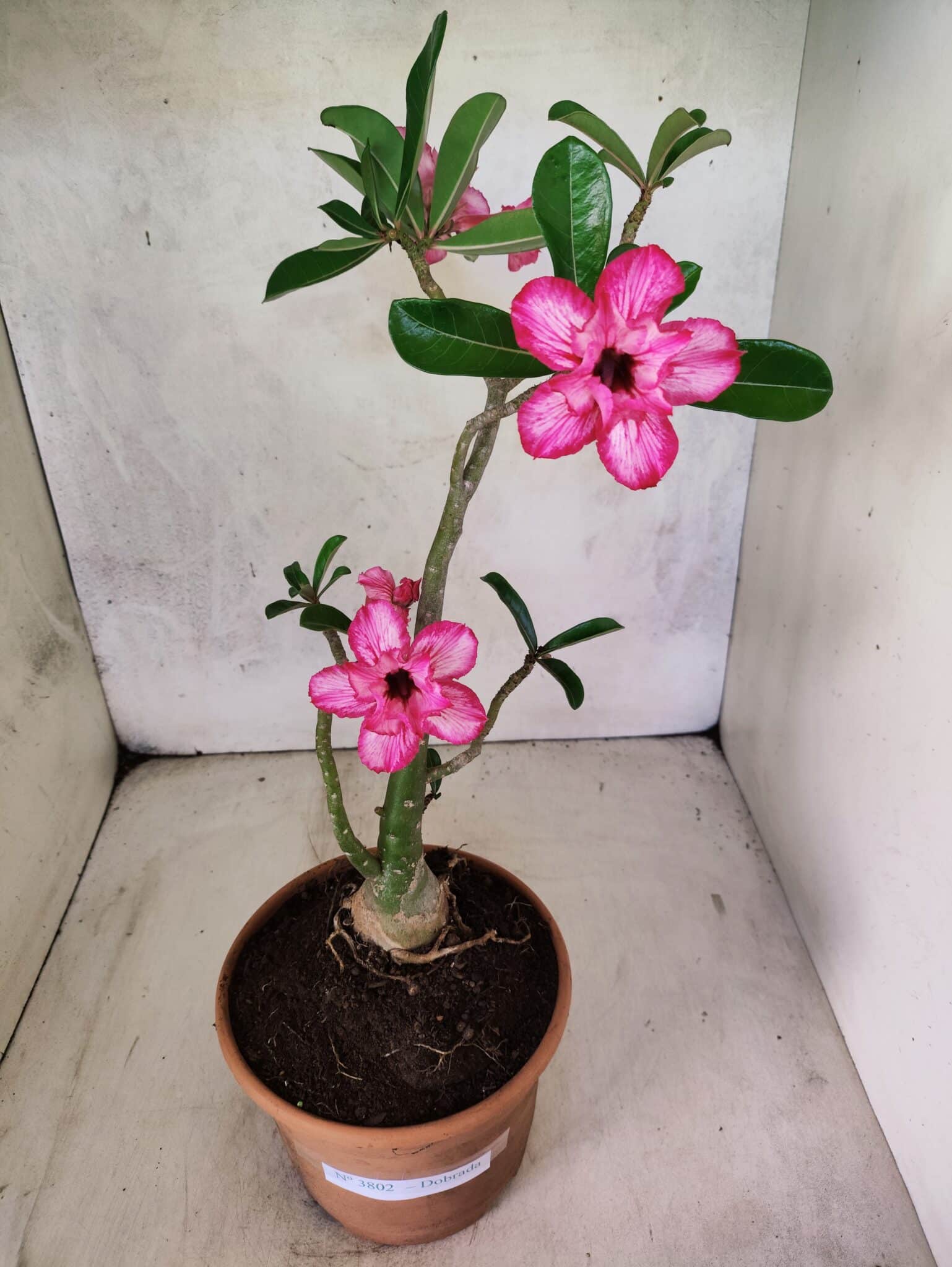 Planta Dobrada 3802 – 35cm – 03 anos - foto 2