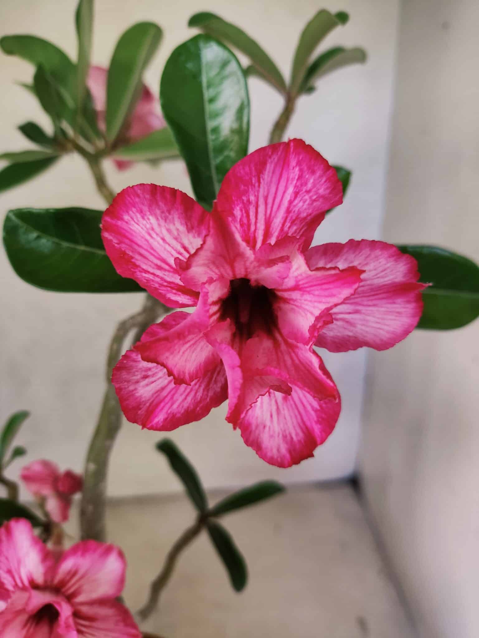 Planta Dobrada 3802 – 35cm – 03 anos - foto 3