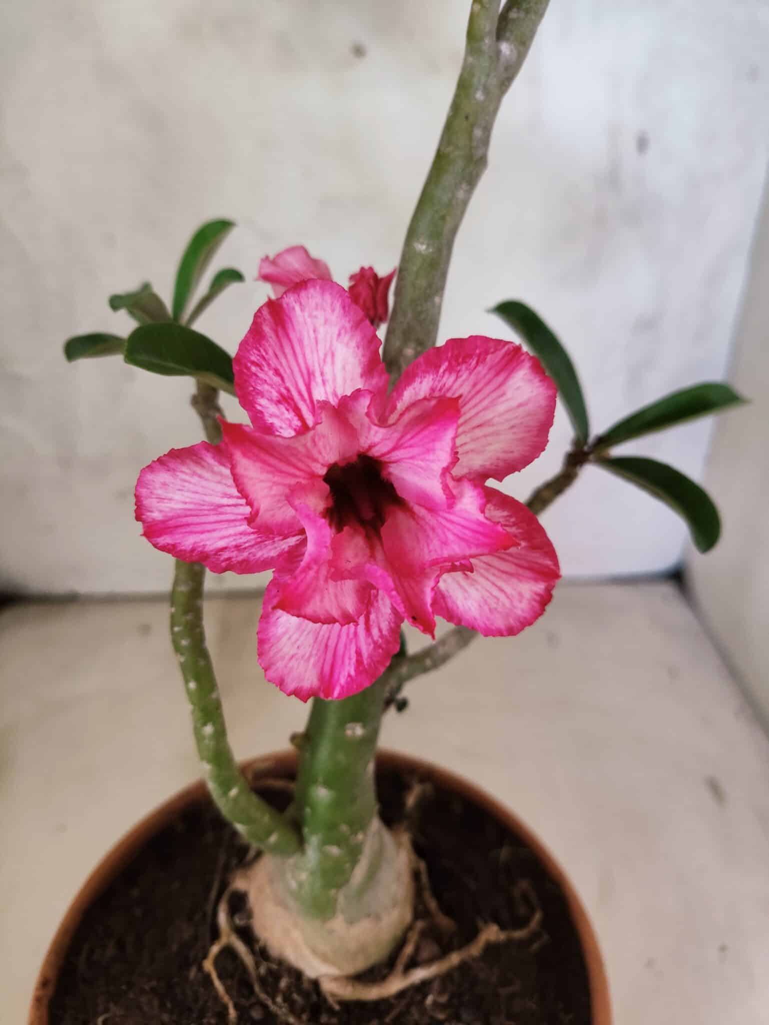 Planta Dobrada 3802 – 35cm – 03 anos - foto 4