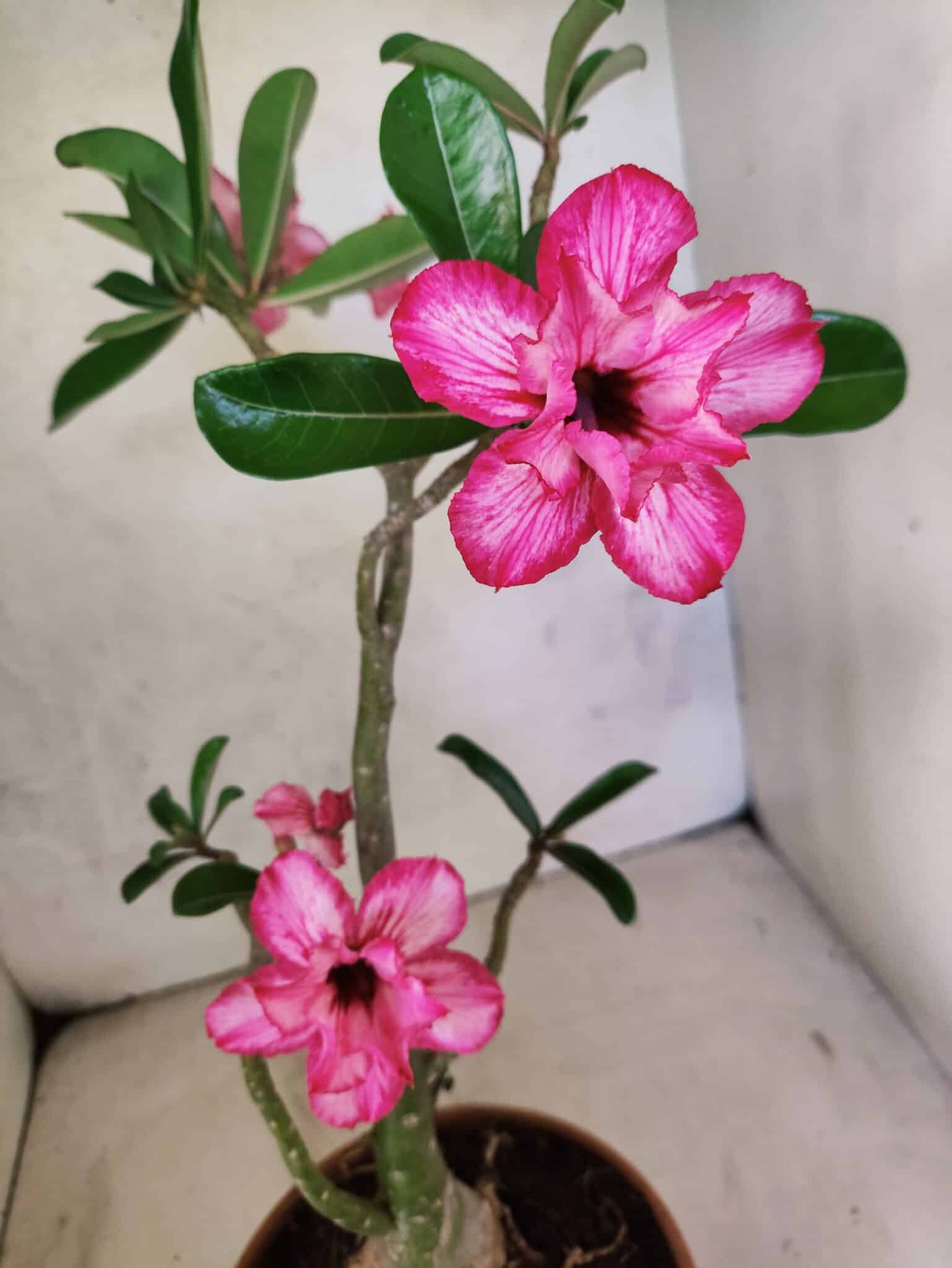 Planta Dobrada 3802 – 35cm – 03 anos - foto 5