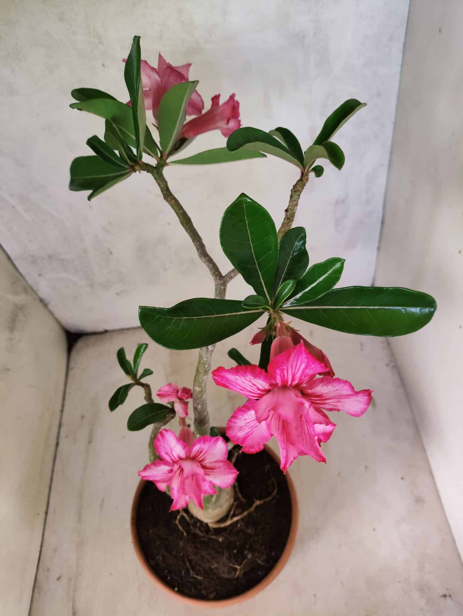 Planta Dobrada 3802 – 35cm – 03 anos - foto 6