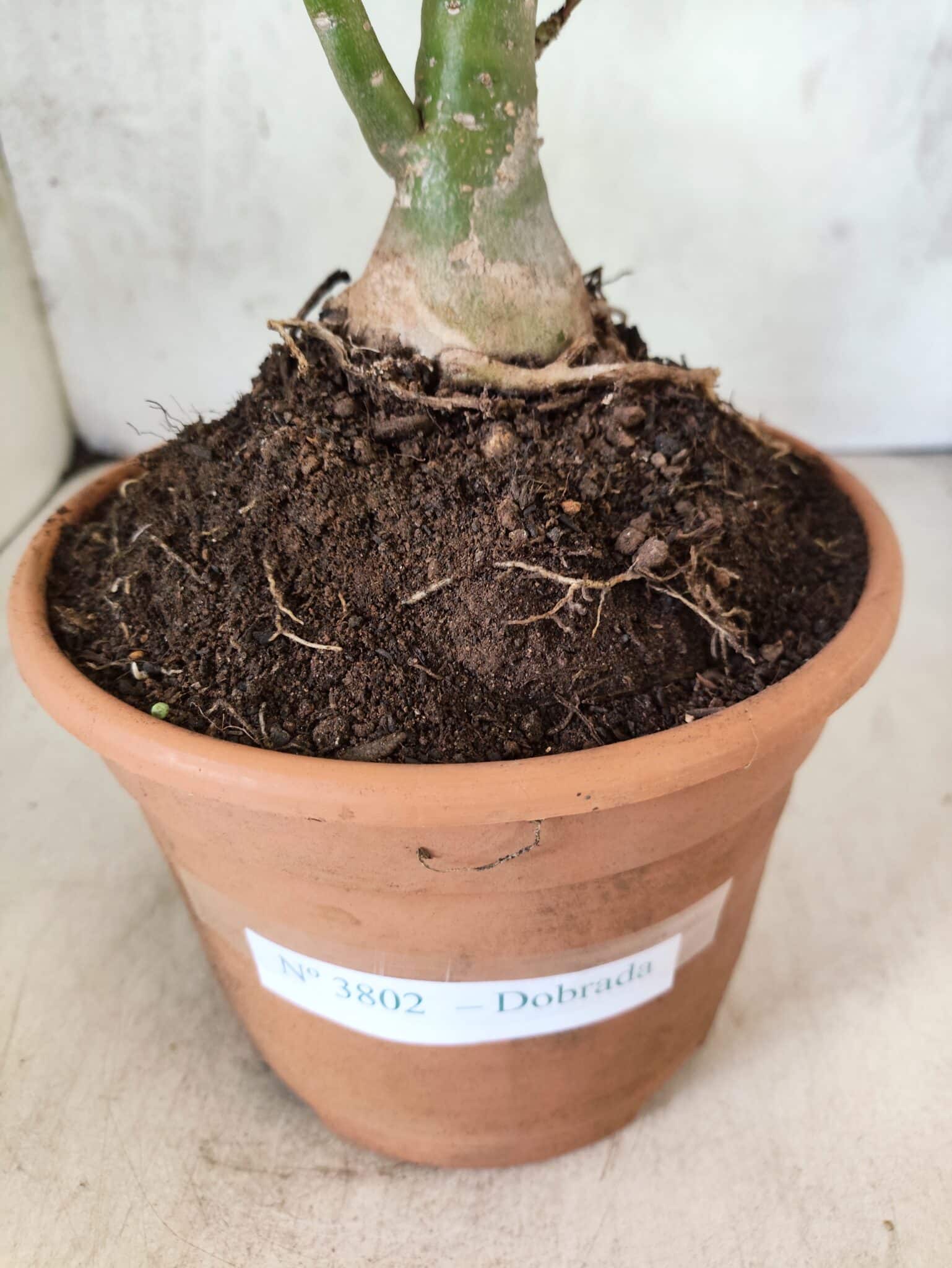 Planta Dobrada 3802 – 35cm – 03 anos - foto 9