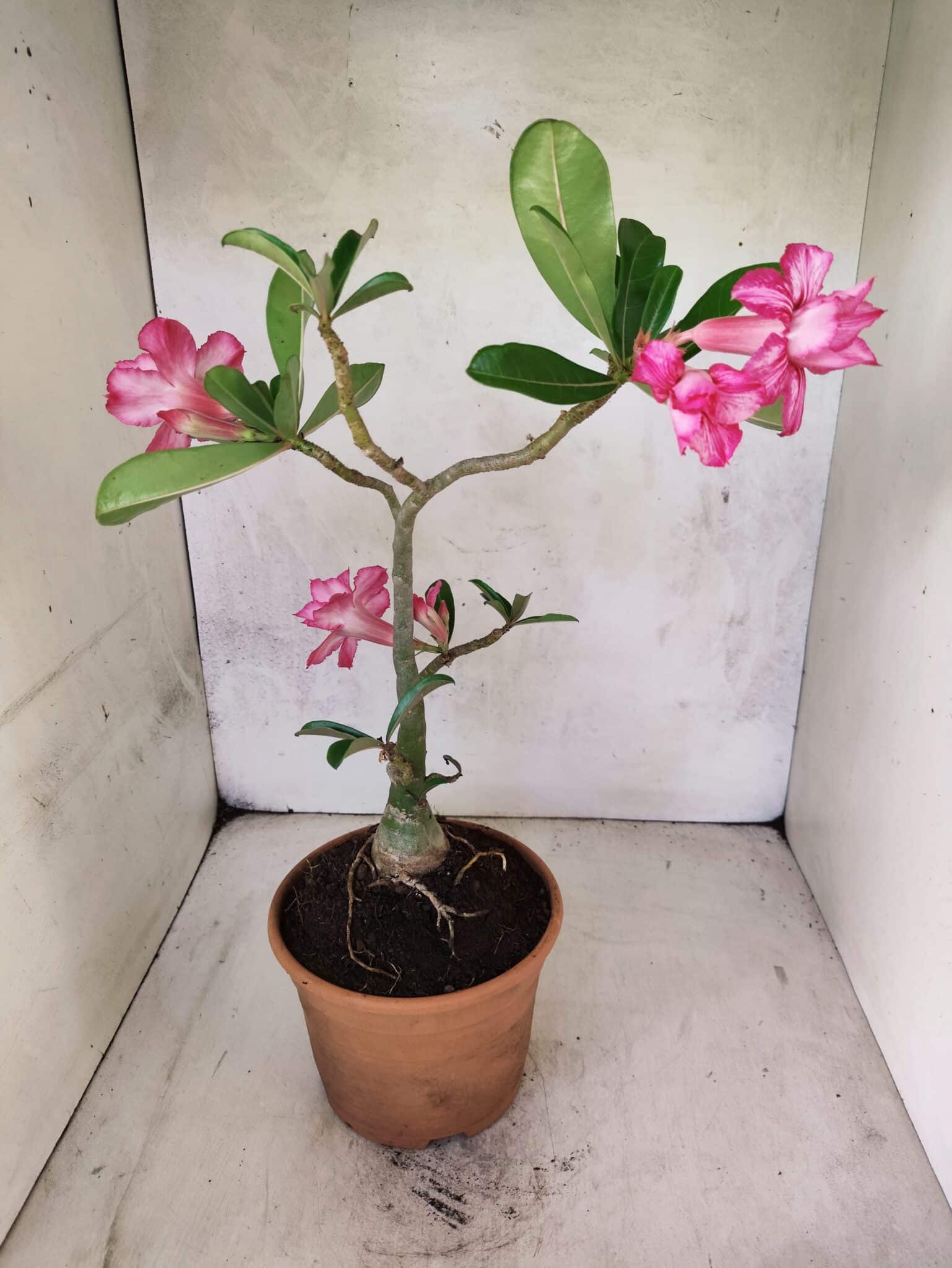 Planta Dobrada 3802 – 35cm – 03 anos - foto 8