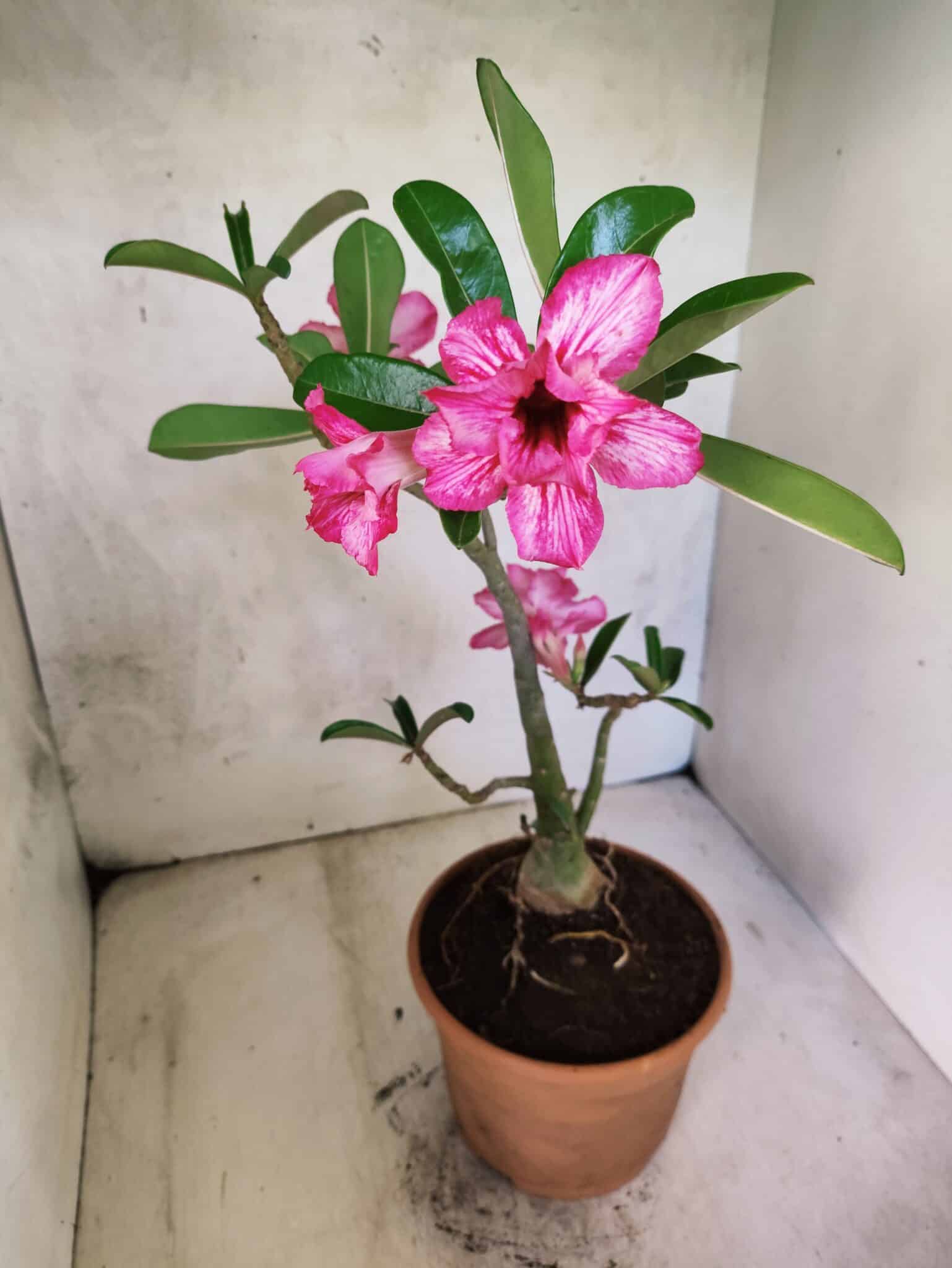 Planta Dobrada 3802 – 35cm – 03 anos - foto 7