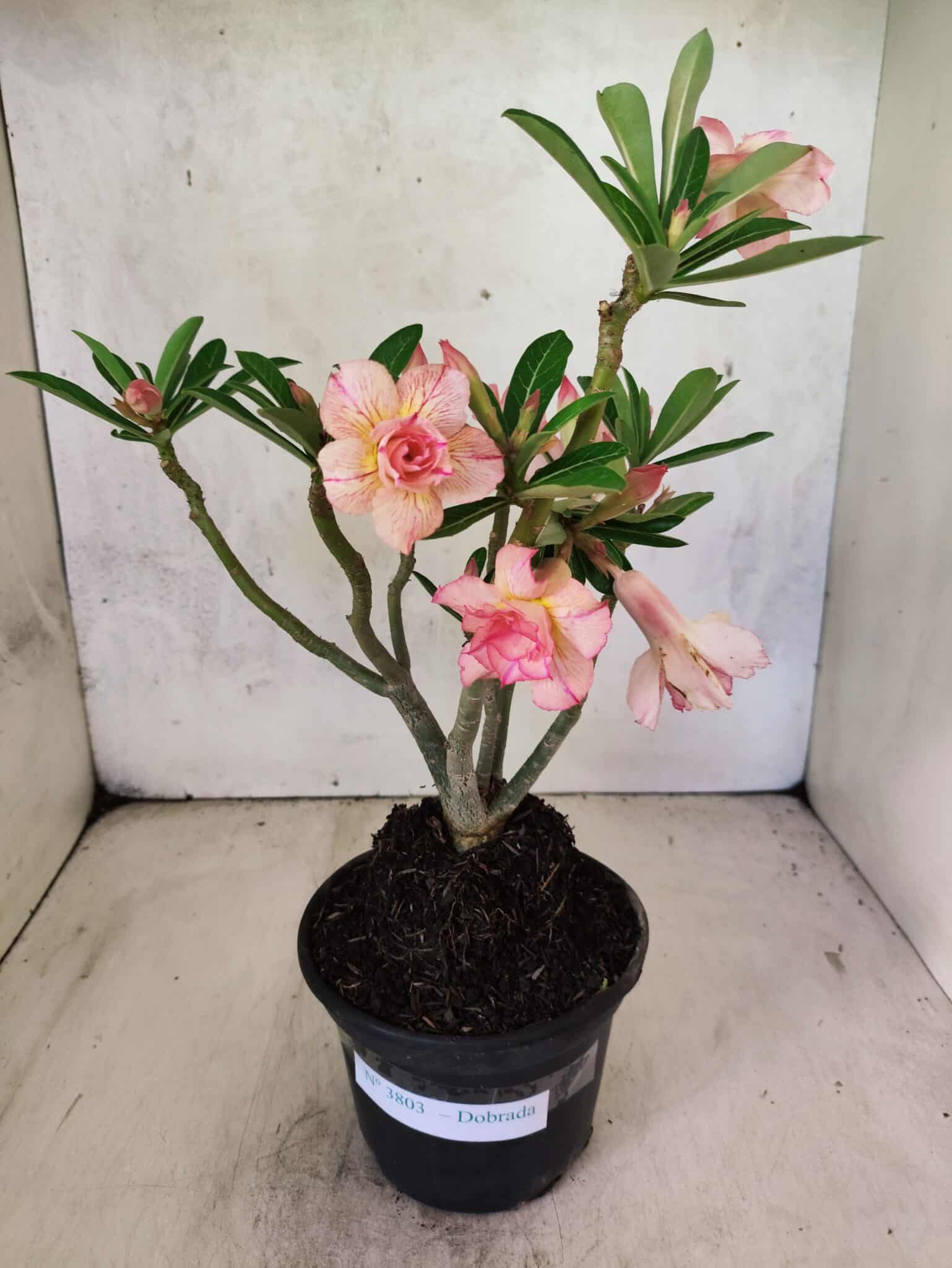 Planta Dobrada 3803 – 30cm – 02 anos - foto 2
