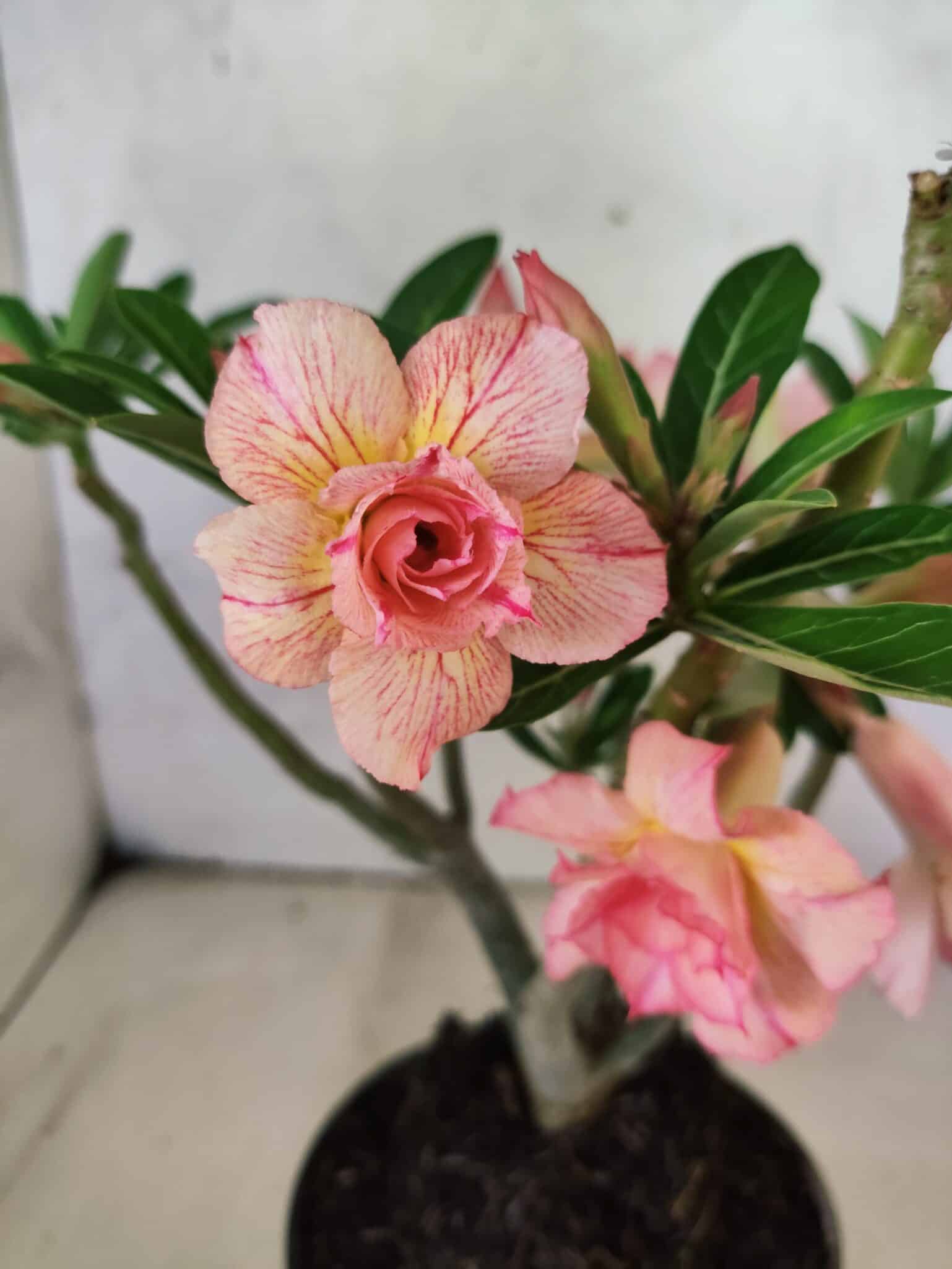 Planta Dobrada 3803 – 30cm – 02 anos - foto 4