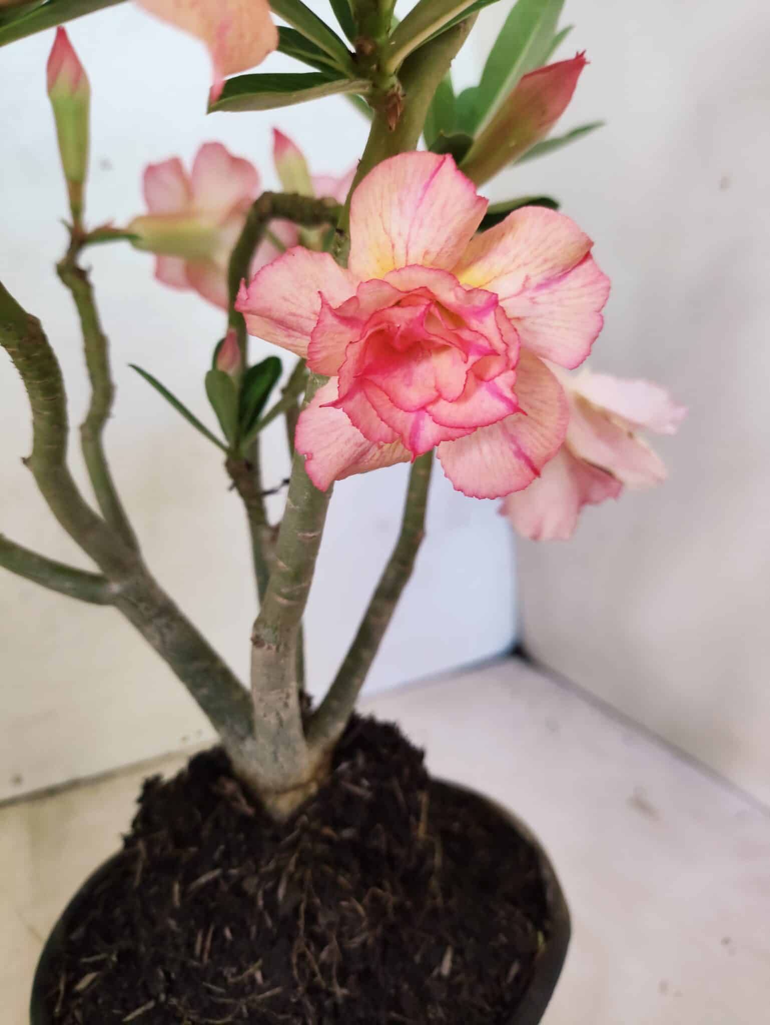 Planta Dobrada 3803 – 30cm – 02 anos - foto 3
