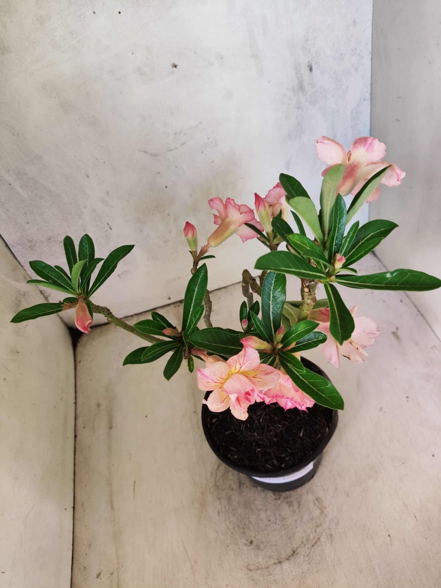 Planta Dobrada 3803 – 30cm – 02 anos - foto 6