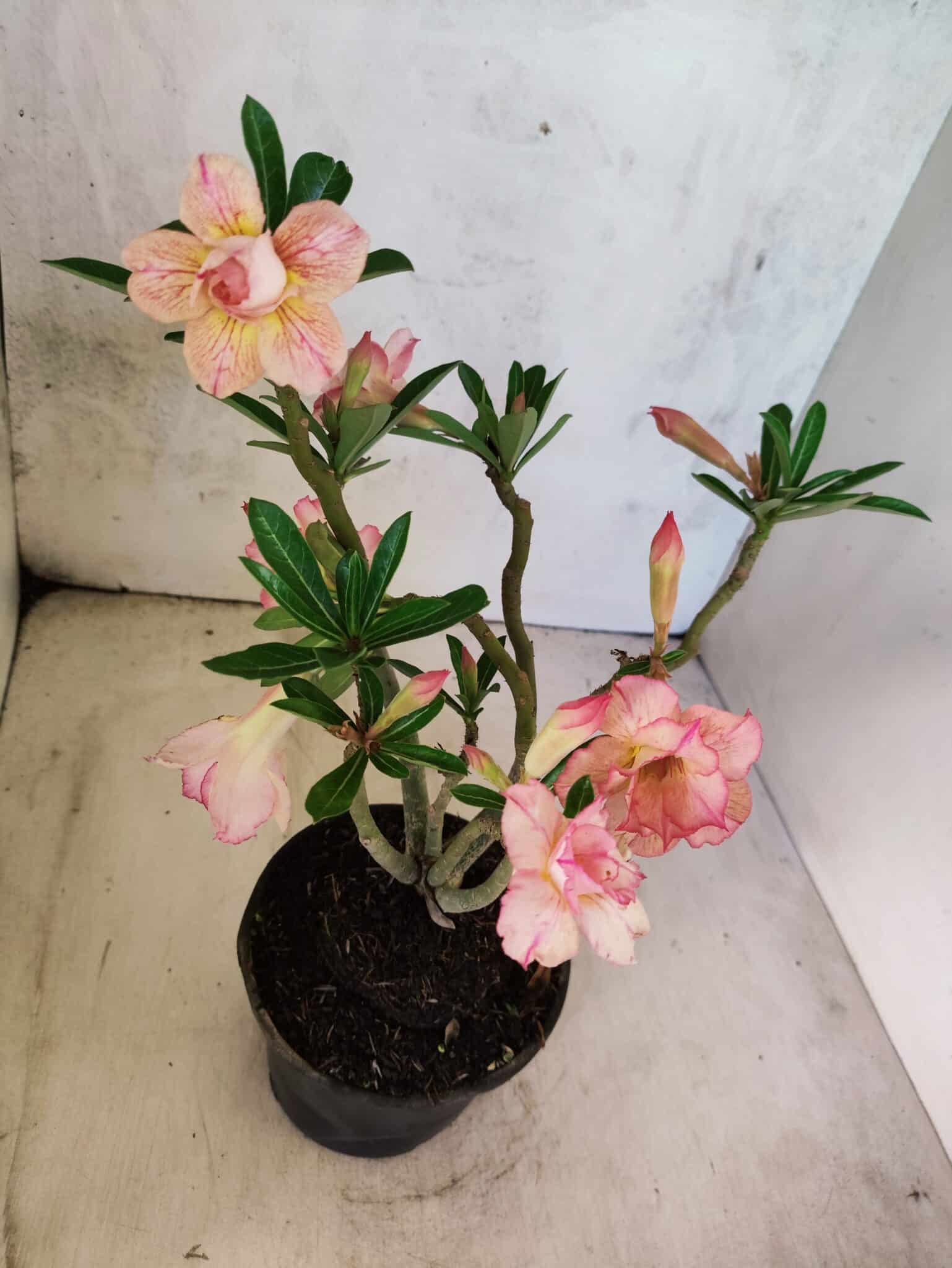 Planta Dobrada 3803 – 30cm – 02 anos - foto 5