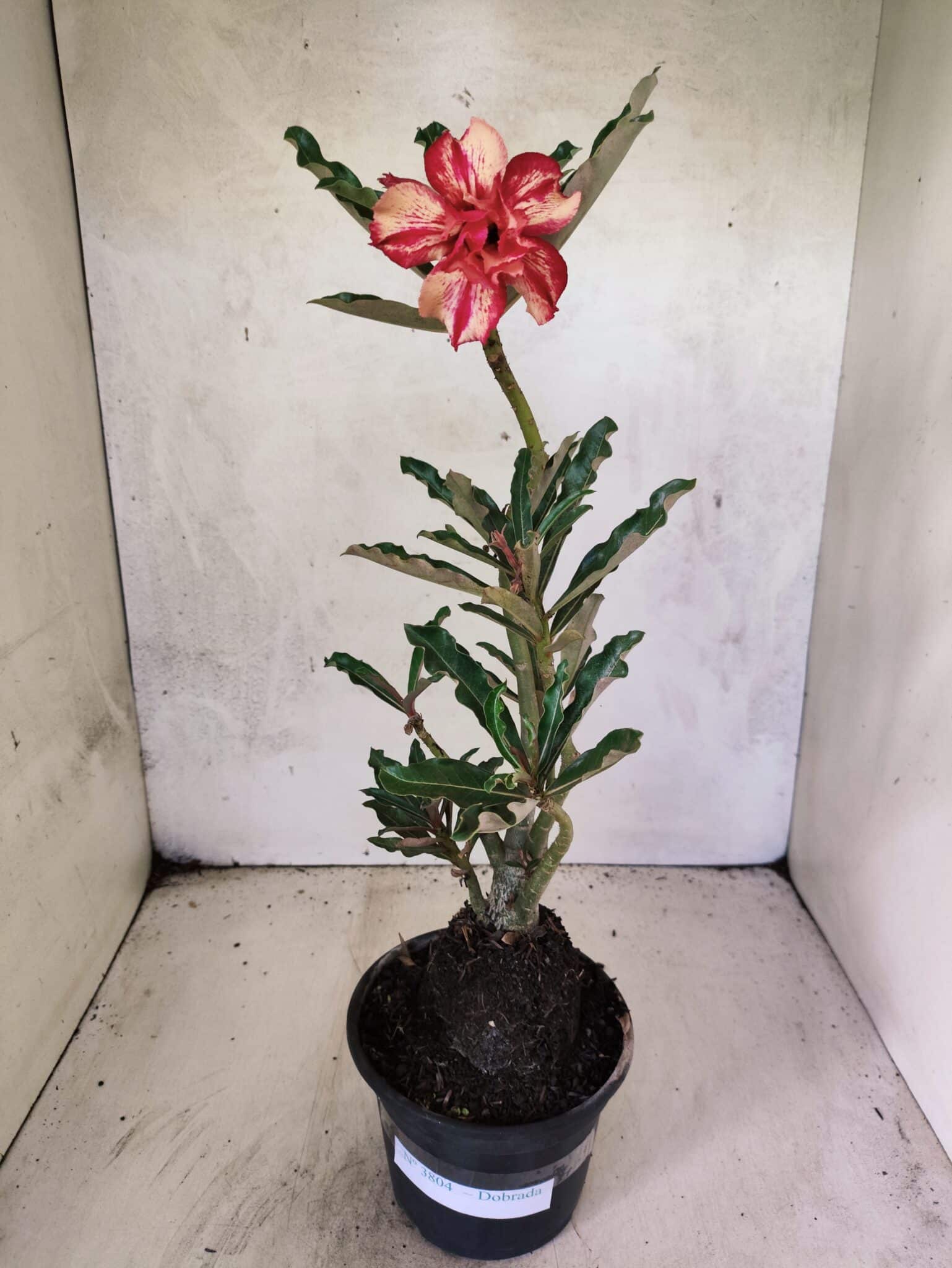 Planta Dobrada 3804 – 35cm – 03 anos - foto 2