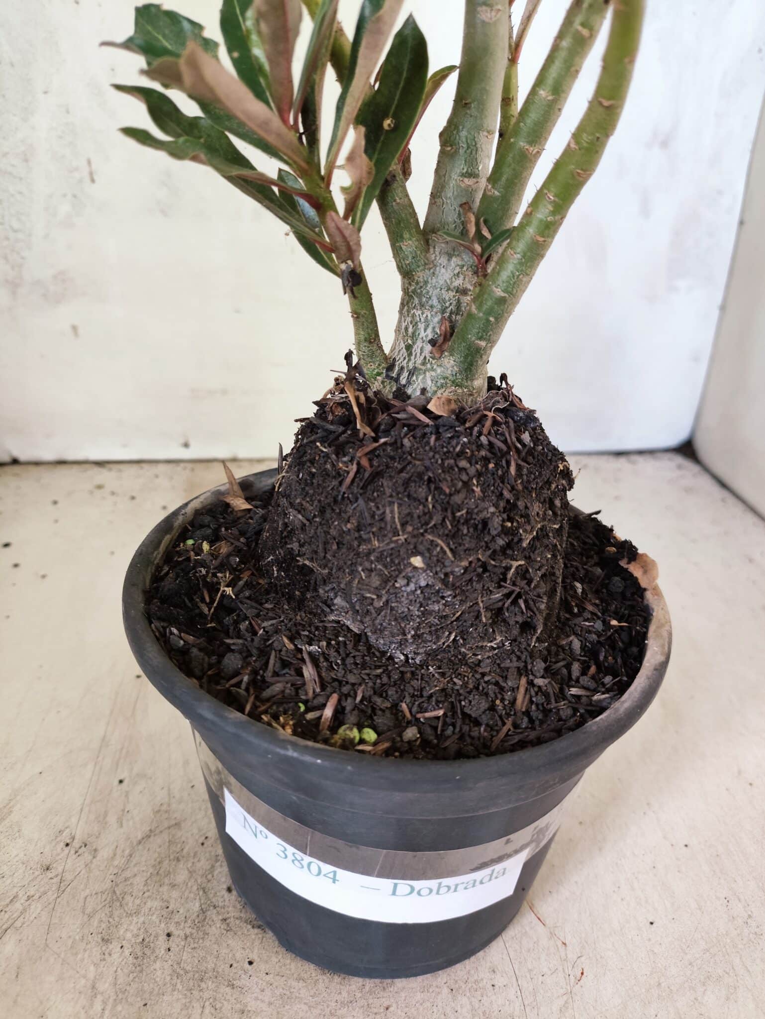 Planta Dobrada 3804 – 35cm – 03 anos - foto 6