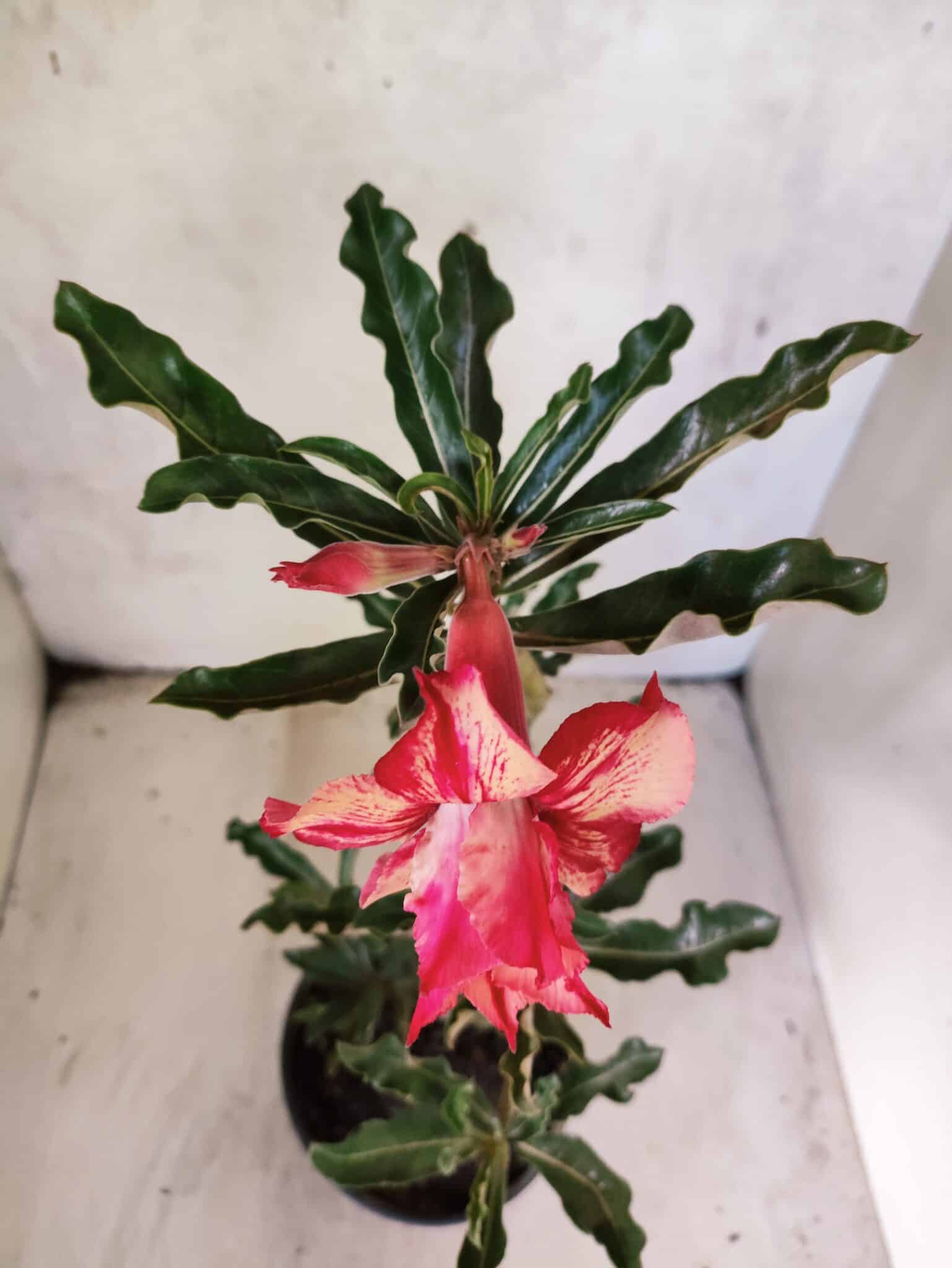 Planta Dobrada 3804 – 35cm – 03 anos - foto 4