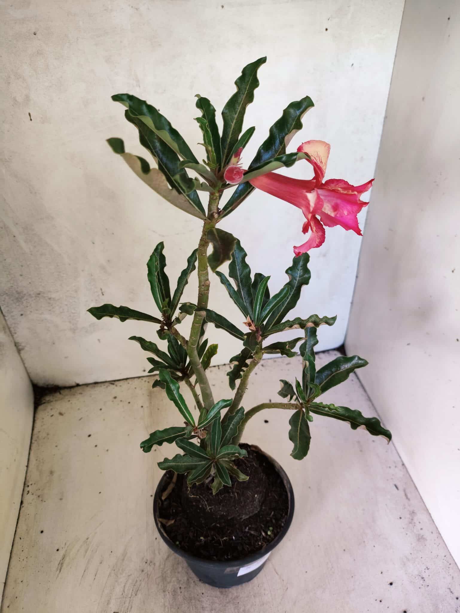 Planta Dobrada 3804 – 35cm – 03 anos - foto 5