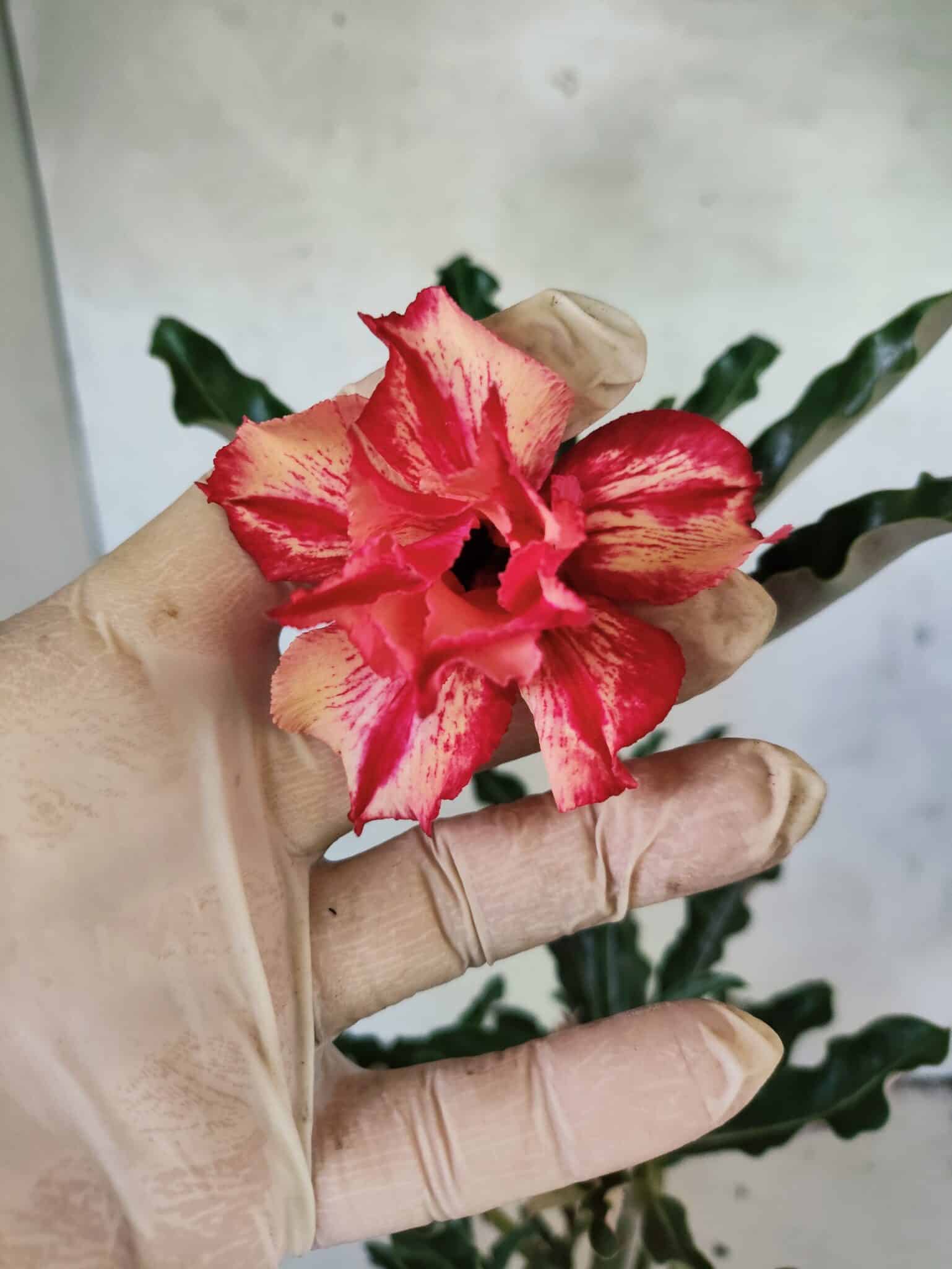 Planta Dobrada 3804 – 35cm – 03 anos - foto 3