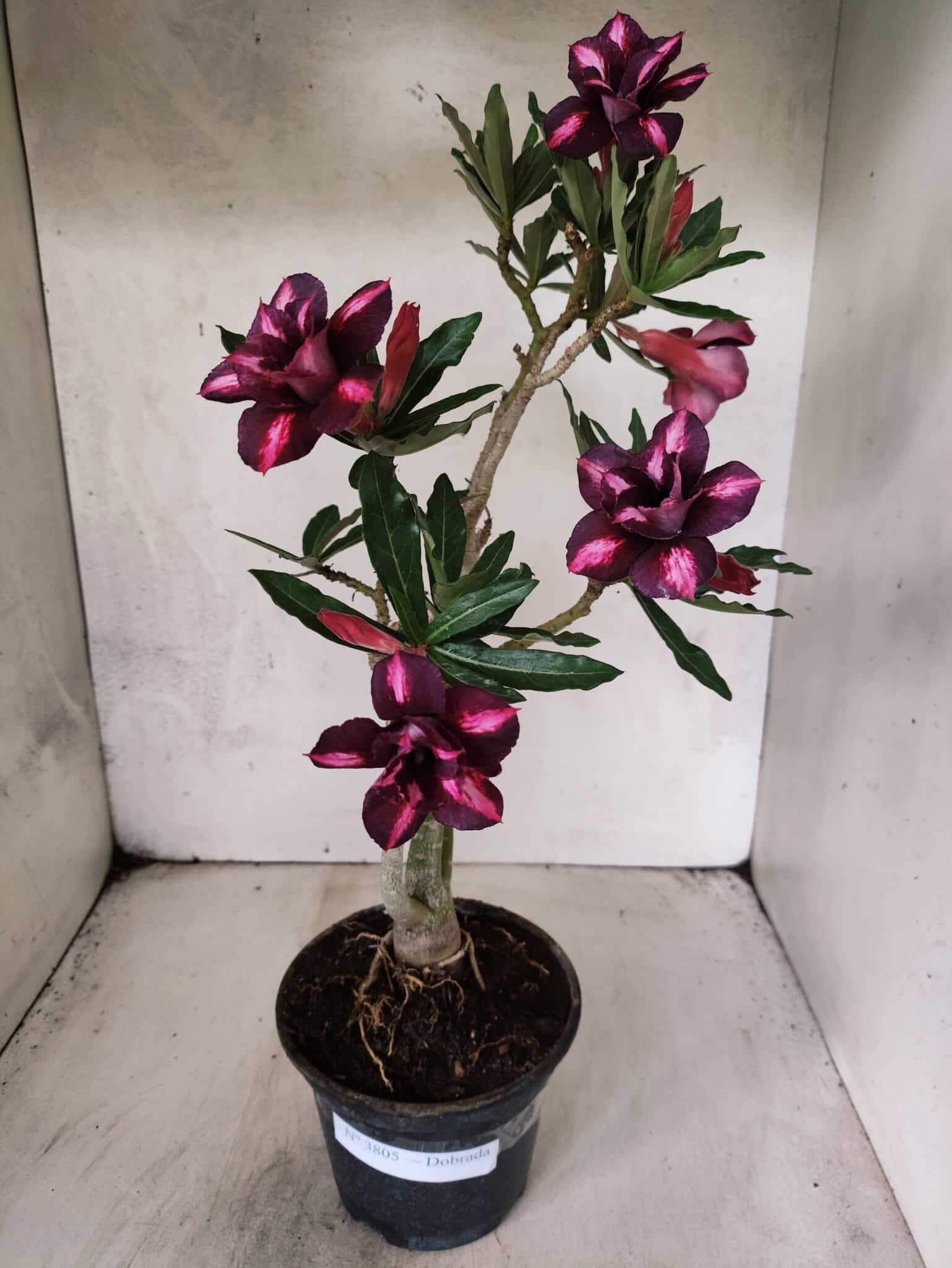 Planta Dobrada 3805 – 35cm – 03 anos - foto 2