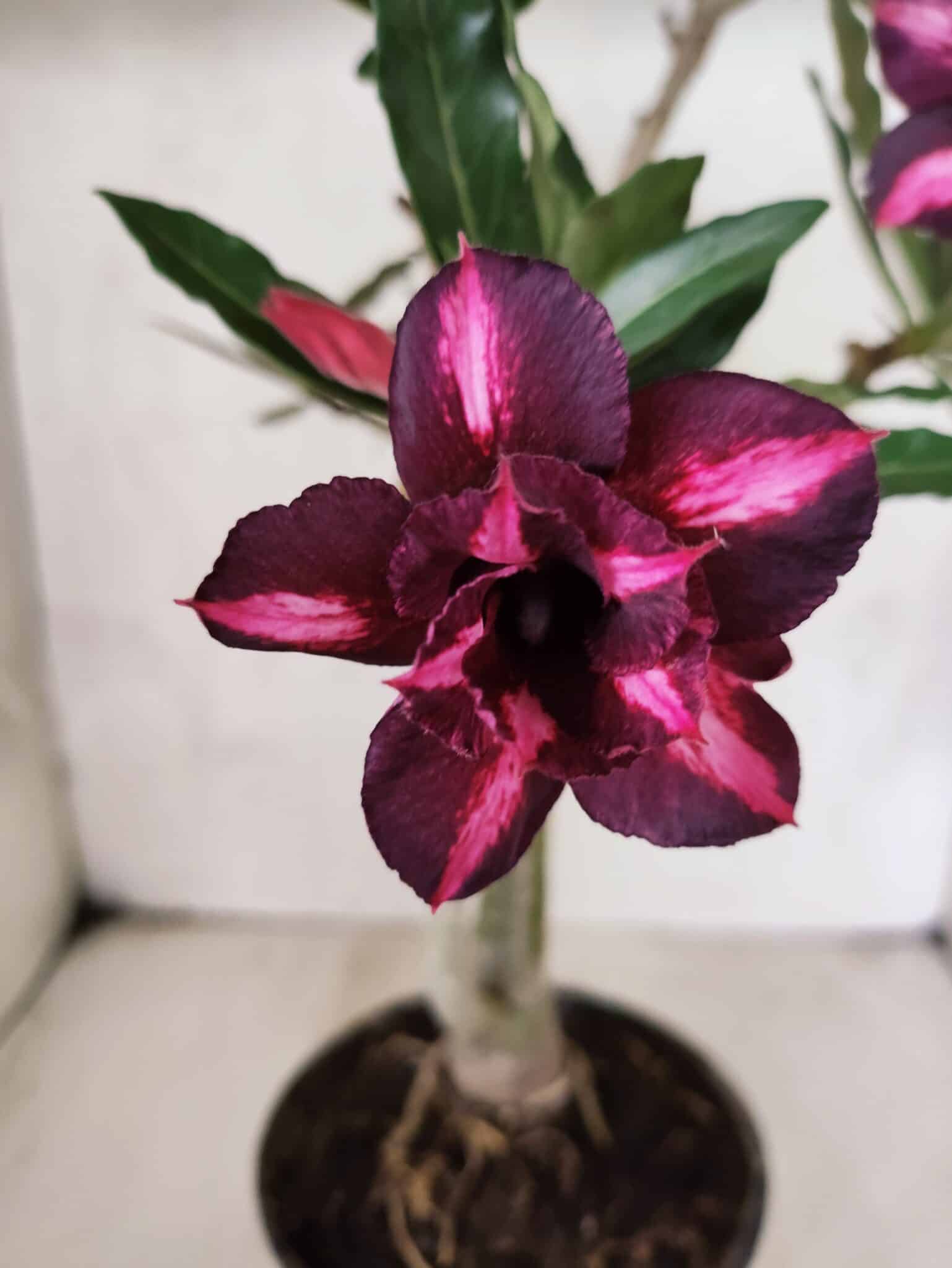 Planta Dobrada 3805 – 35cm – 03 anos - foto 3