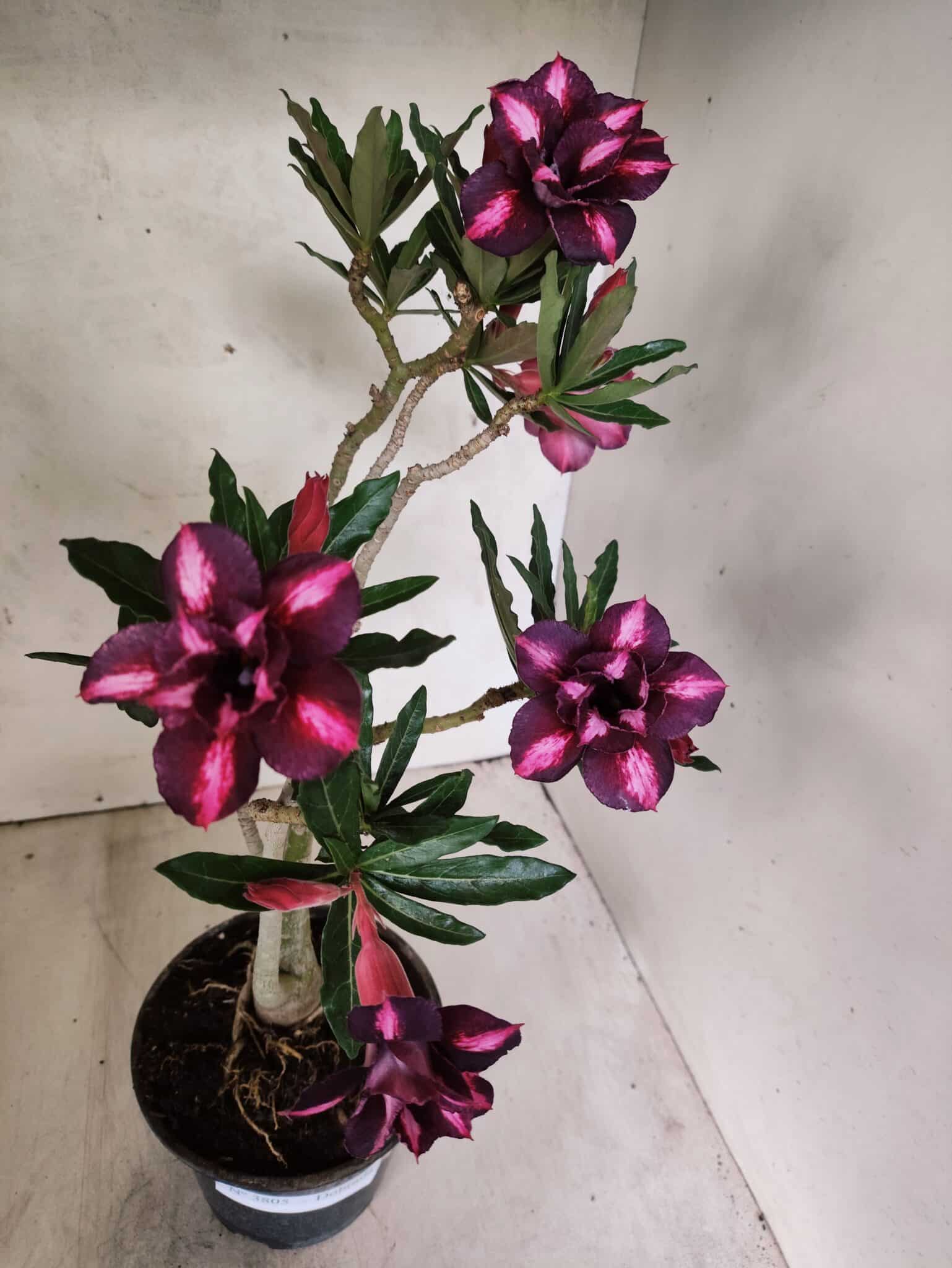 Planta Dobrada 3805 – 35cm – 03 anos - foto 5